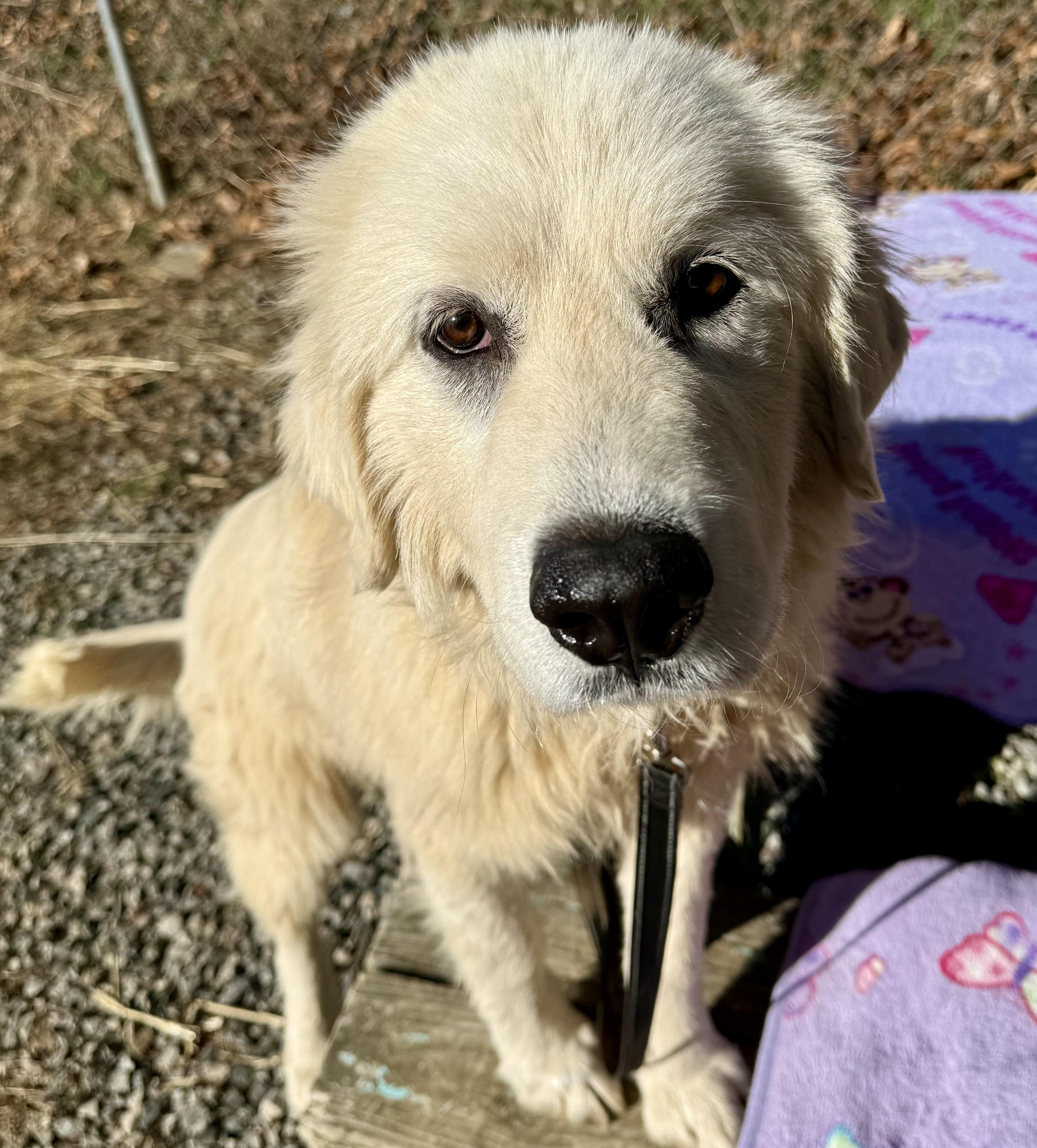 Arctic Blast, an adopted Great Pyrenees in Marshall, NC image 5/6