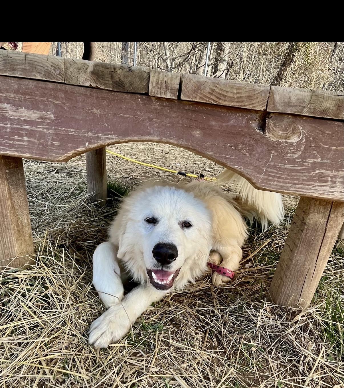Arctic Blast, an adopted Great Pyrenees in Marshall, NC image 6/6