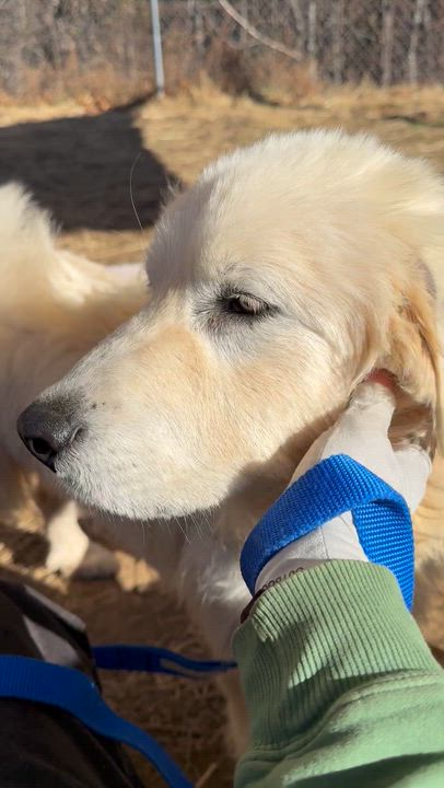 Enlarge Arctic Blast, an adopted Great Pyrenees in Marshall, NC video 3/6