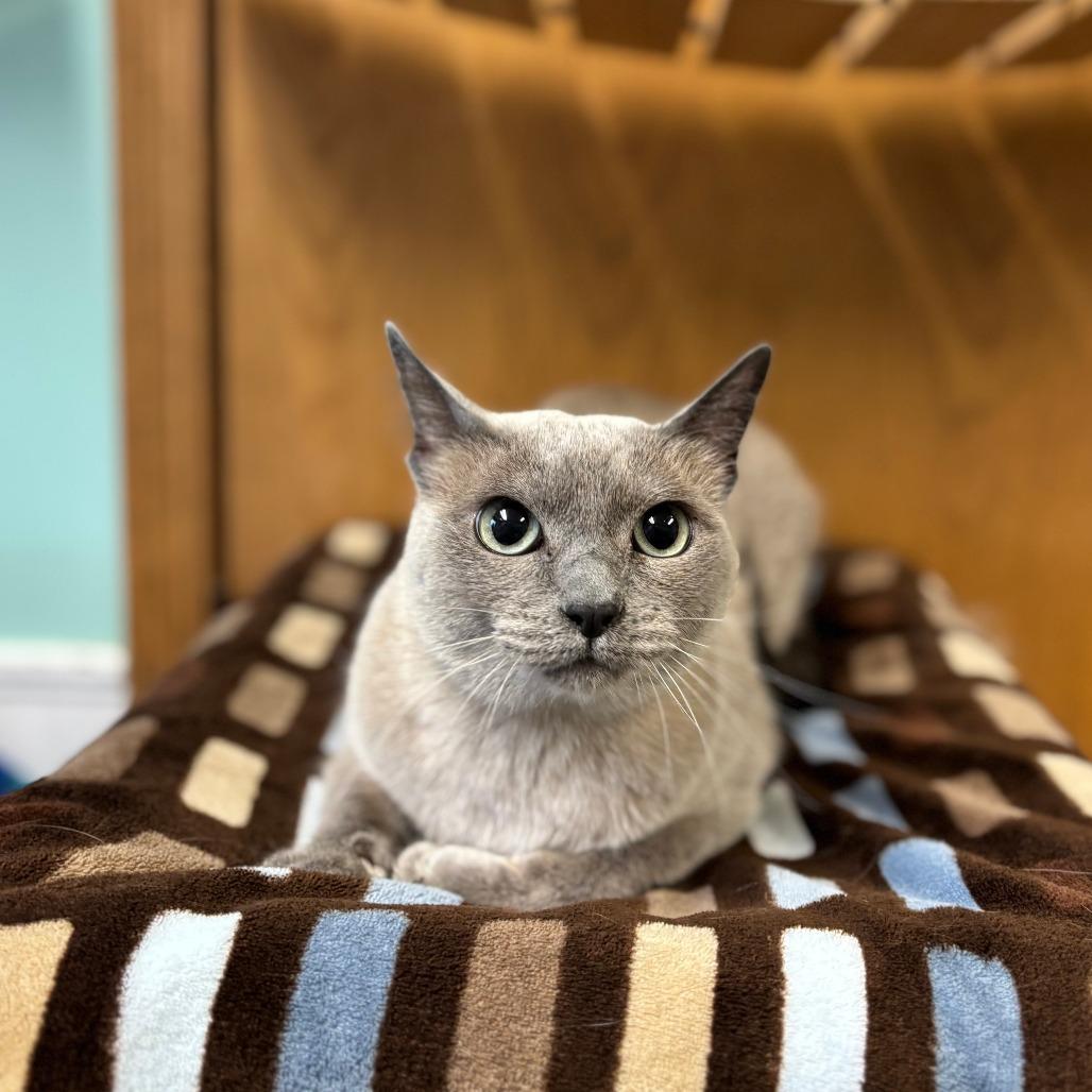 Enlarge Sasha--In Foster, a Adoptable Tonkinese in Fargo, ND image 1/2