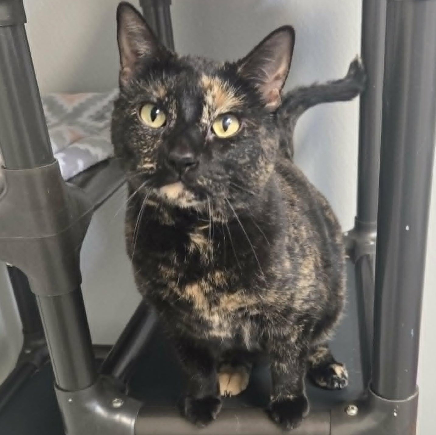 Enlarge Claw and Scout *Bonded Pair*, a ADOPTABLE Domestic Short Hair in Watertown, WI image 2/5