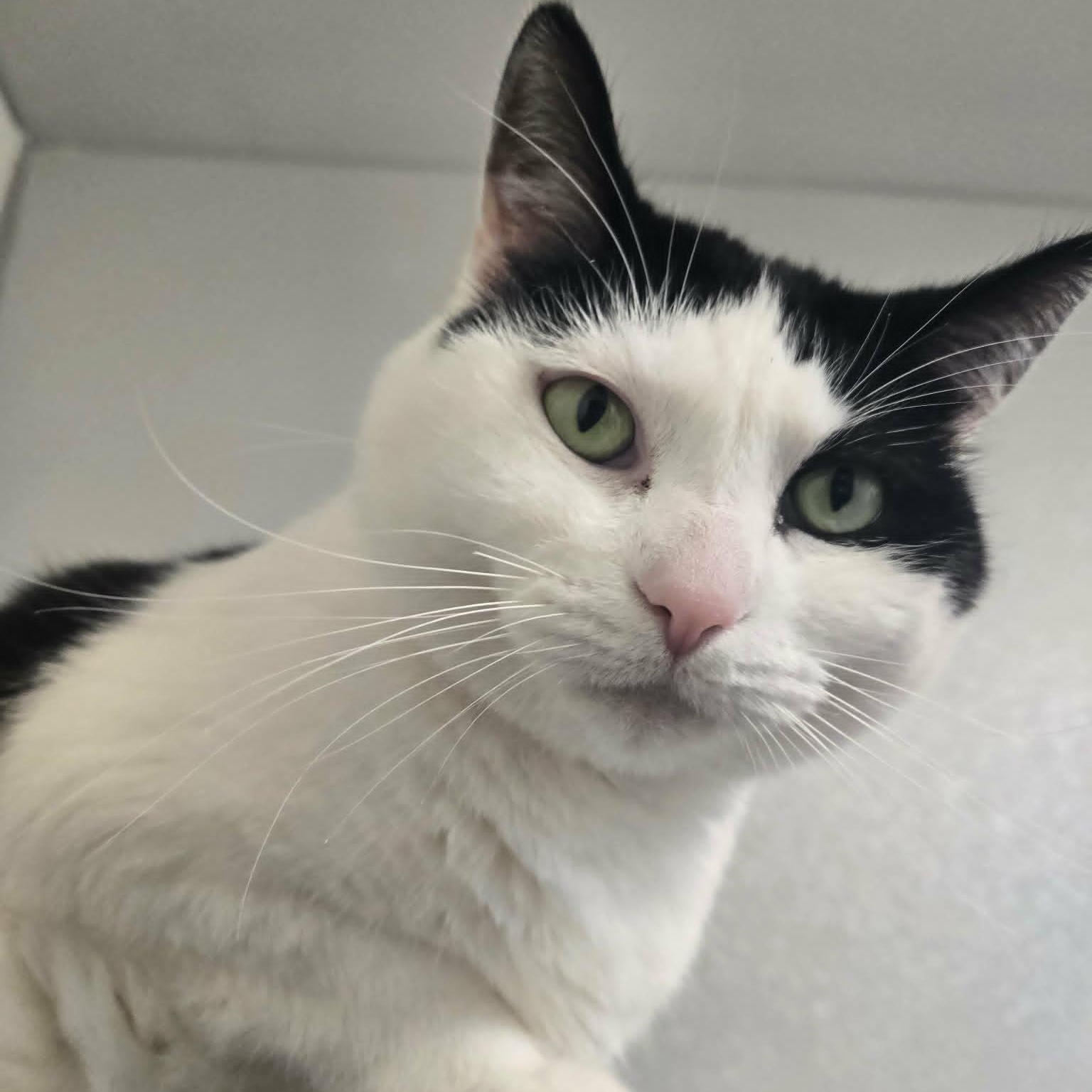 Enlarge Claw and Scout *Bonded Pair*, a ADOPTABLE Domestic Short Hair in Watertown, WI image 3/5