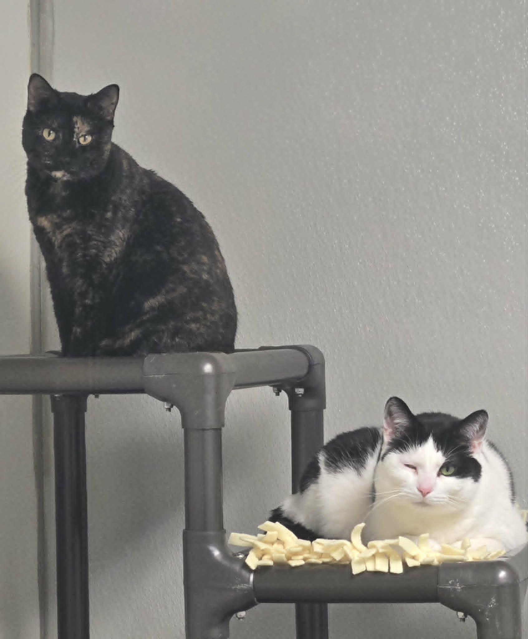 Enlarge Claw and Scout *Bonded Pair*, a ADOPTABLE Domestic Short Hair in Watertown, WI image 5/5
