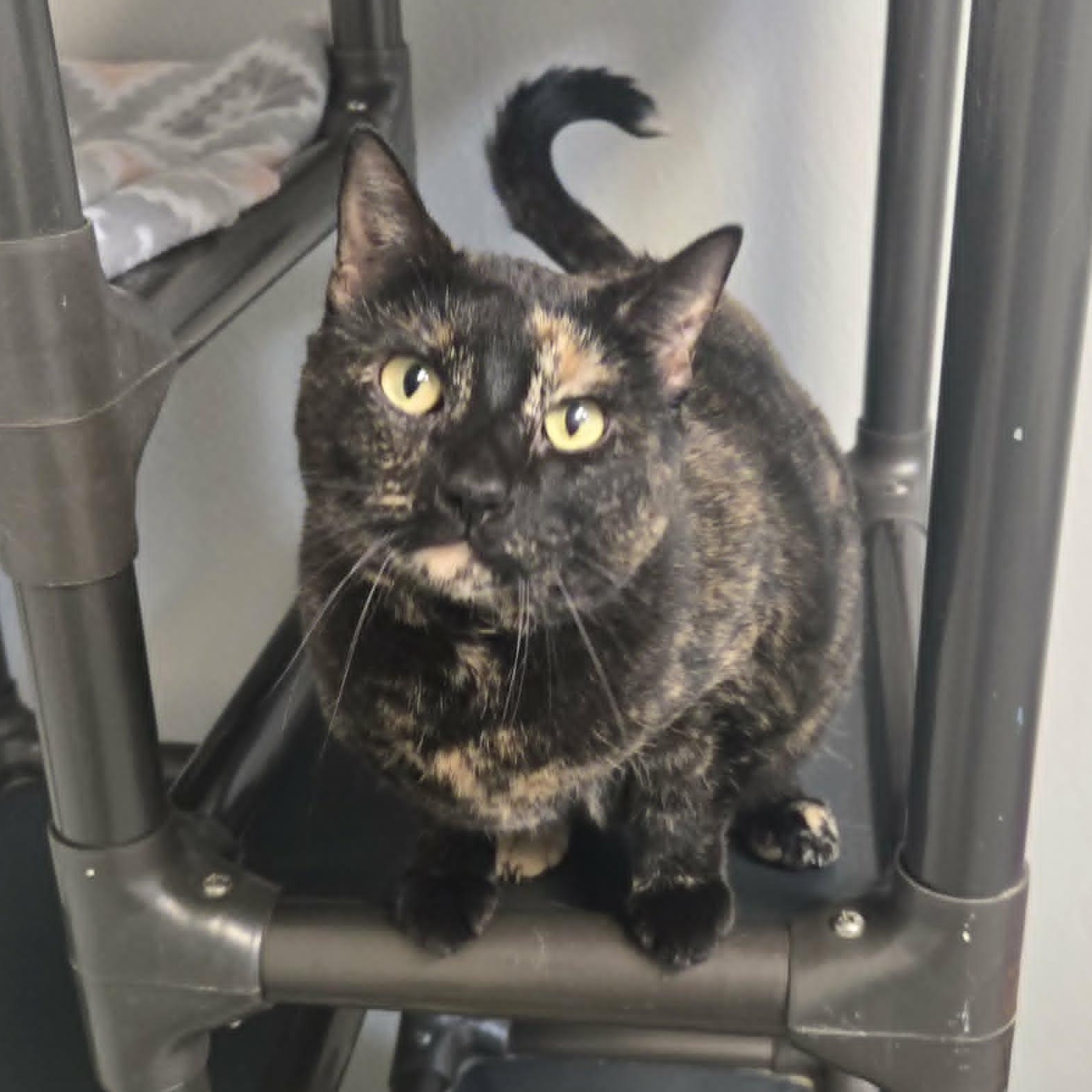 Enlarge Claw and Scout *Bonded Pair*, a ADOPTABLE Domestic Short Hair in Watertown, WI image 1/5