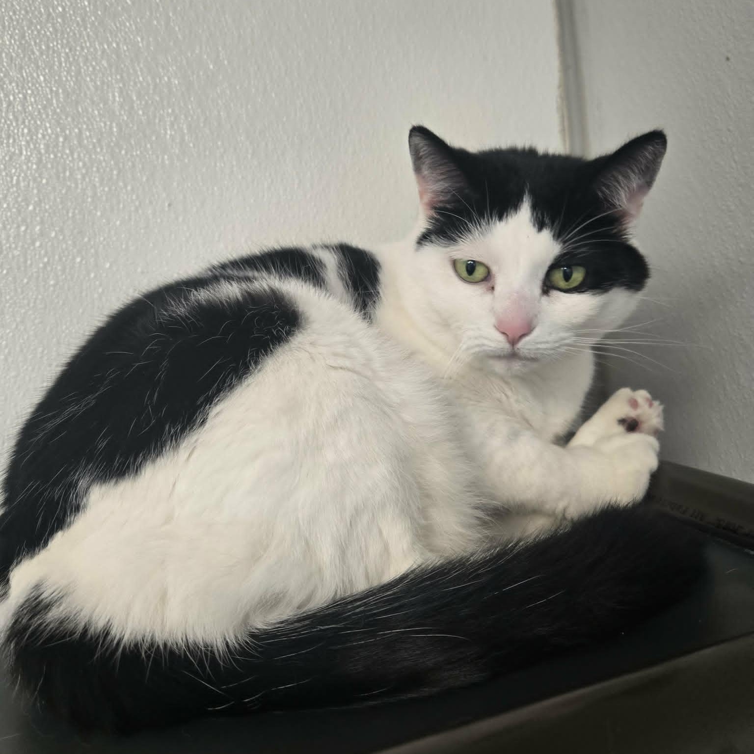 Enlarge Claw and Scout *Bonded Pair*, a ADOPTABLE Domestic Short Hair in Watertown, WI image 4/5