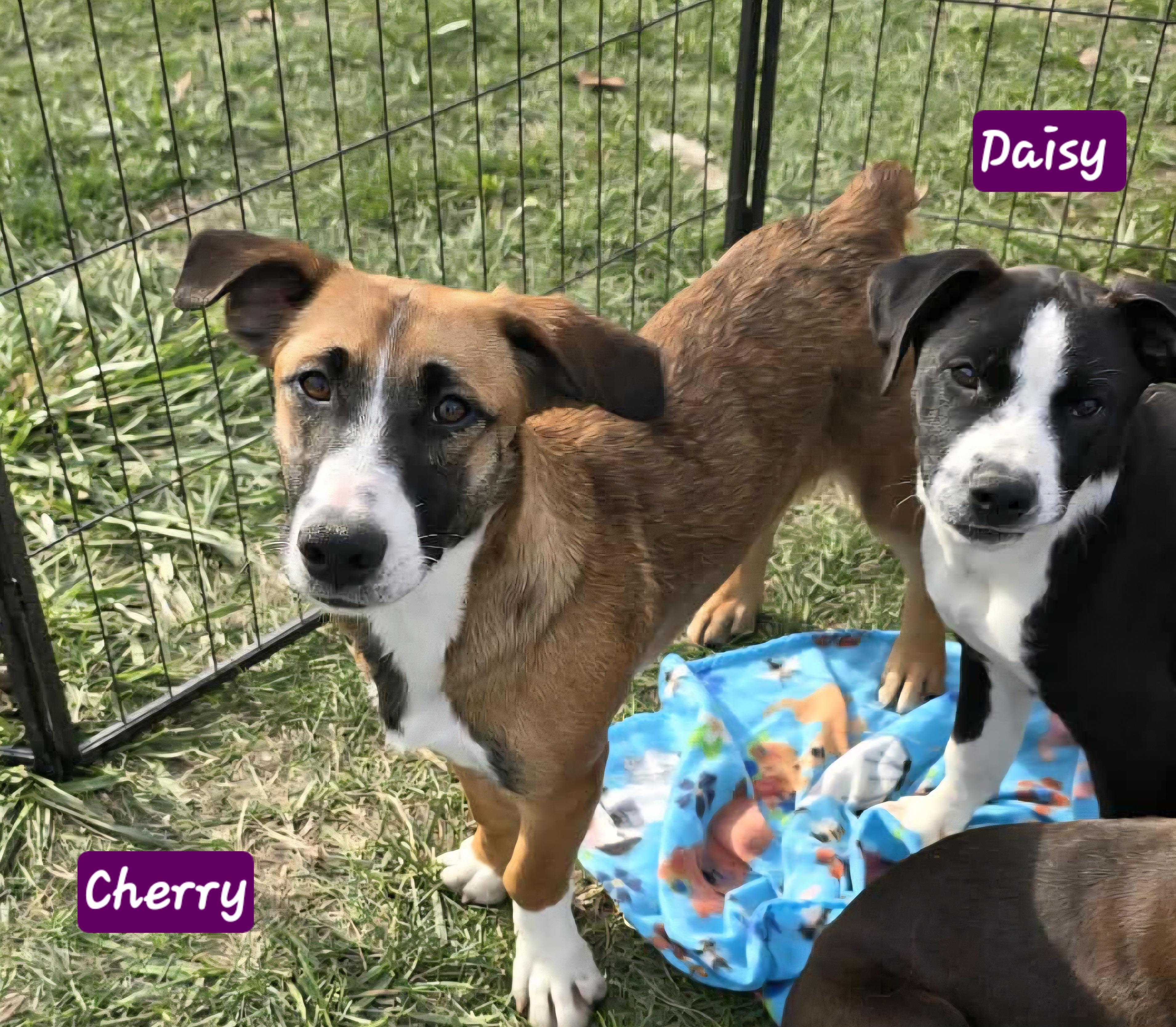 Cherry, a Adoptable mixed breed in Wheelersburg, OH image 2/4