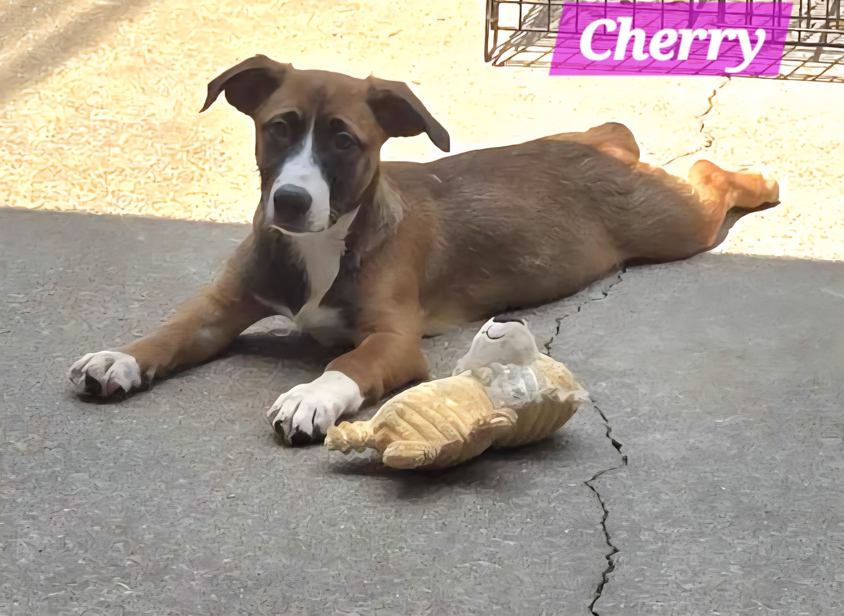 Cherry, a Adoptable mixed breed in Wheelersburg, OH image 3/4