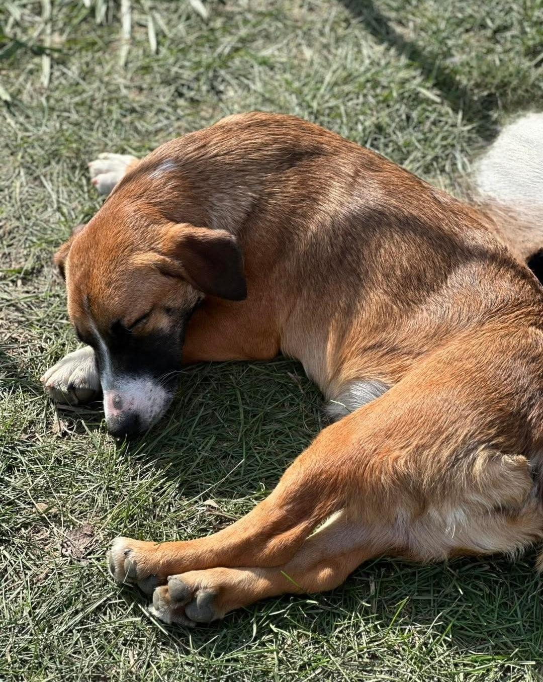 Cherry, a Adoptable mixed breed in Wheelersburg, OH image 4/4