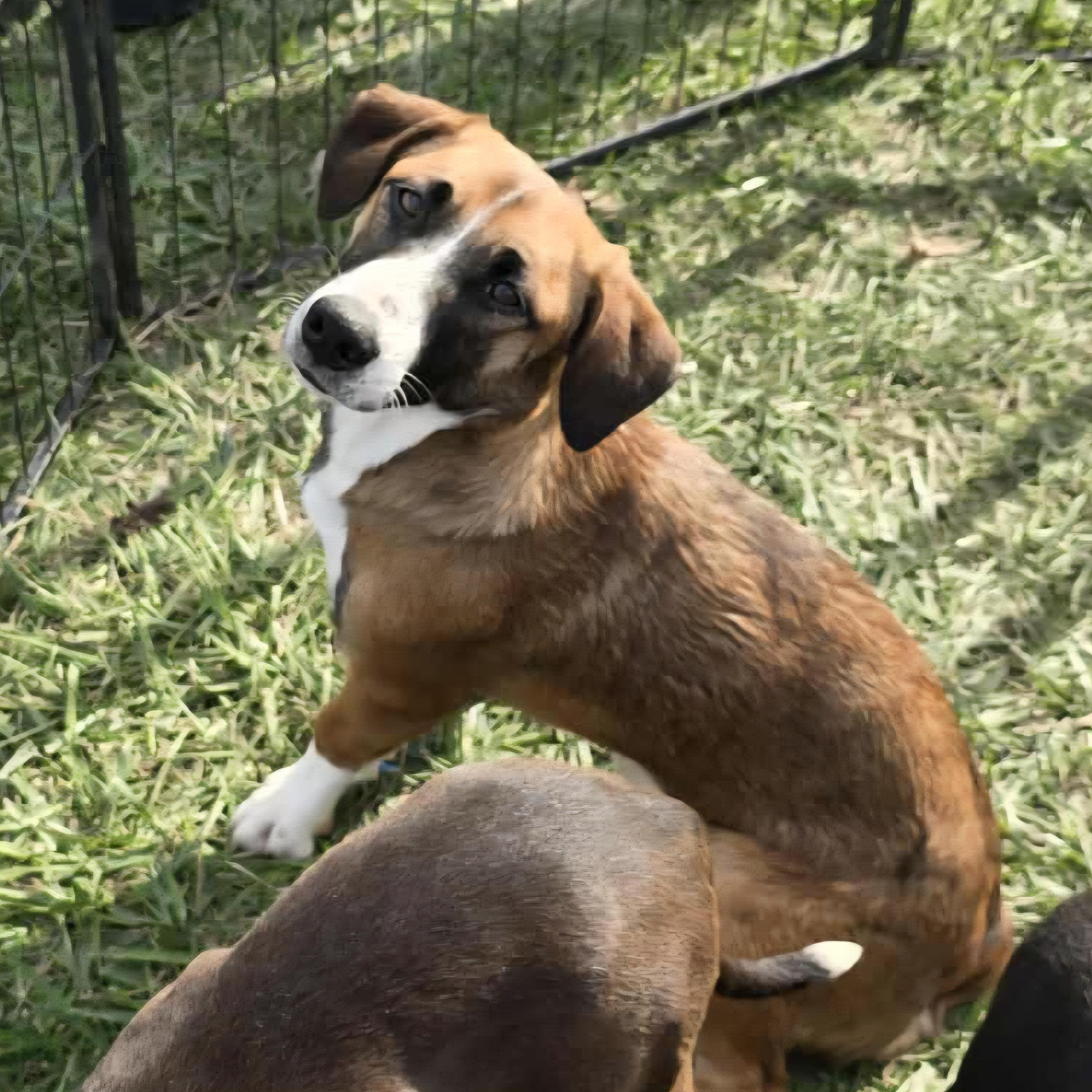 Cherry, Adoptable, Young Female Beagle & Australian Cattle Dog / Blue Heeler.