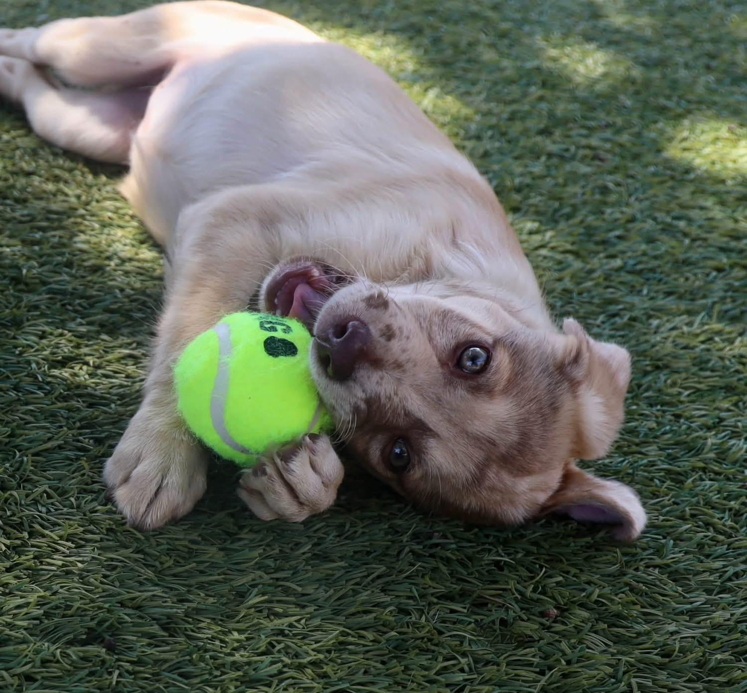 Enlarge Boppity, a Adoptable mixed breed in Southlake, TX image 5/6