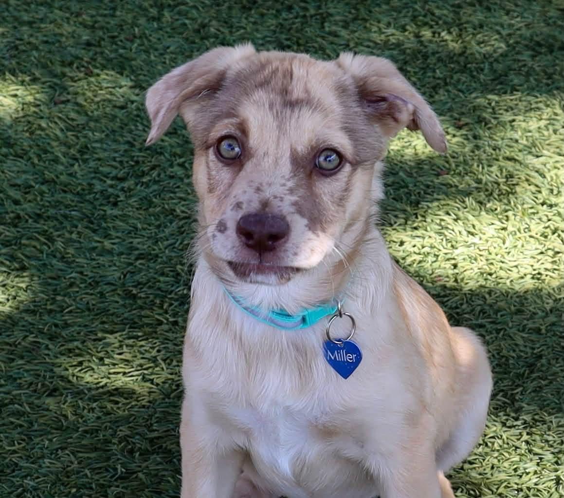 Enlarge Boppity, a Adoptable mixed breed in Southlake, TX image 2/6