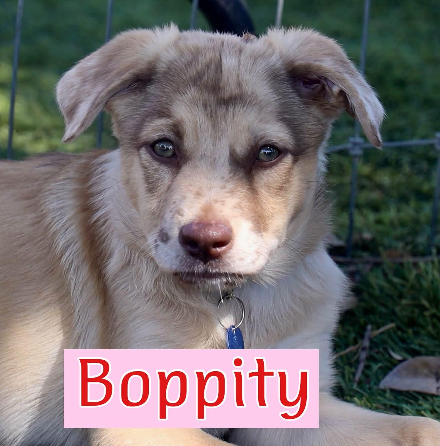 Enlarge Boppity, a Adoptable mixed breed in Southlake, TX image 1/6