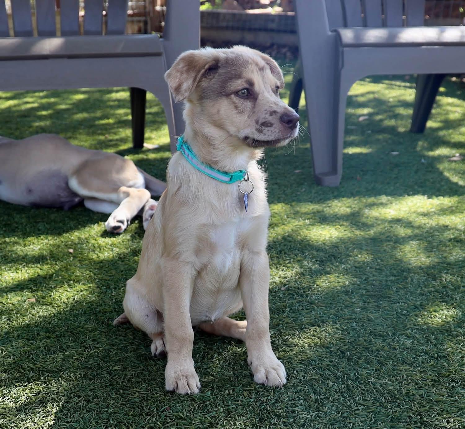 Enlarge Boppity, a Adoptable mixed breed in Southlake, TX image 3/6