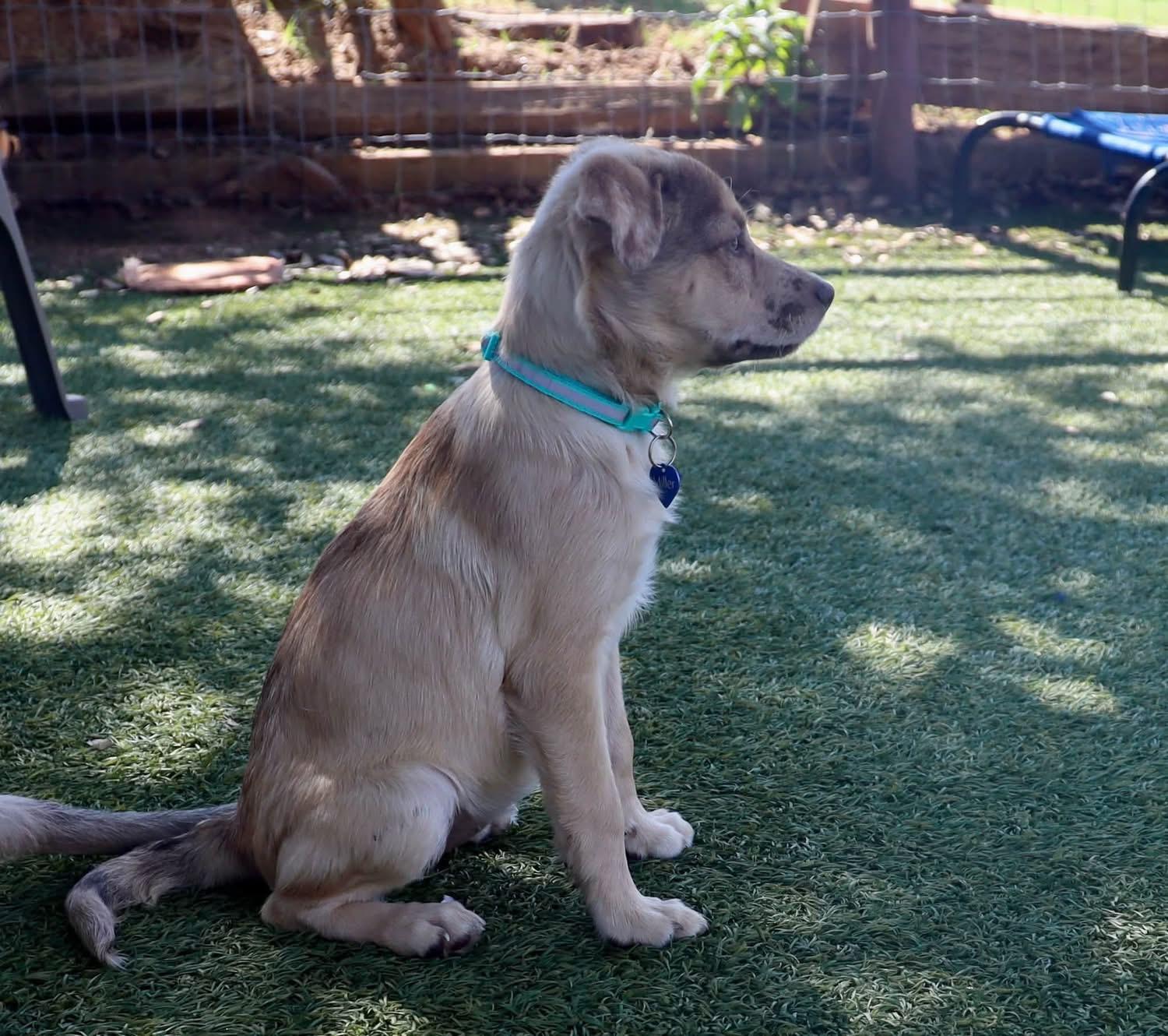 Enlarge Boppity, a Adoptable mixed breed in Southlake, TX image 4/6