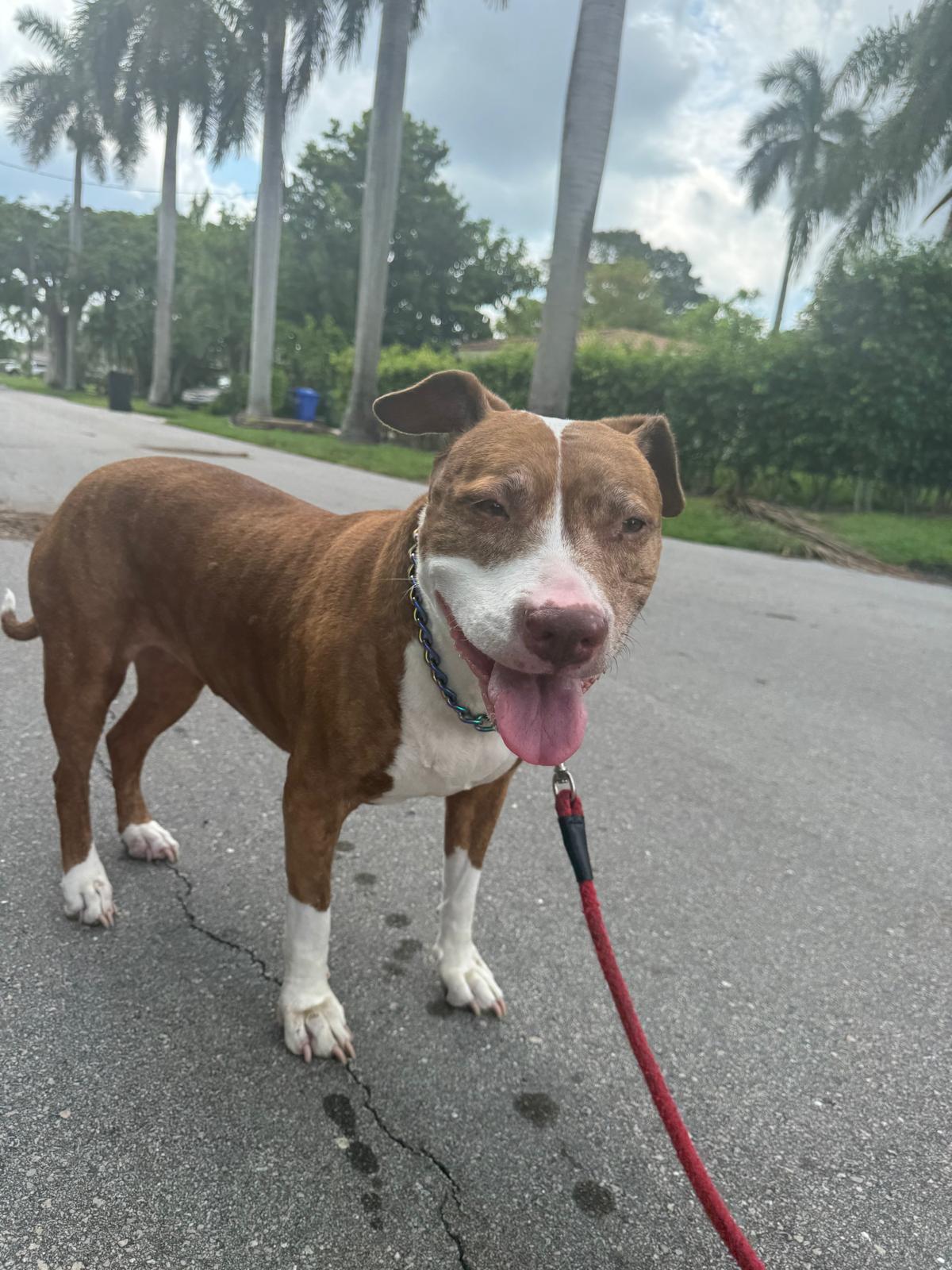 Enlarge Emmie, a Adopted Mixed Breed in Margate, FL image 4/4