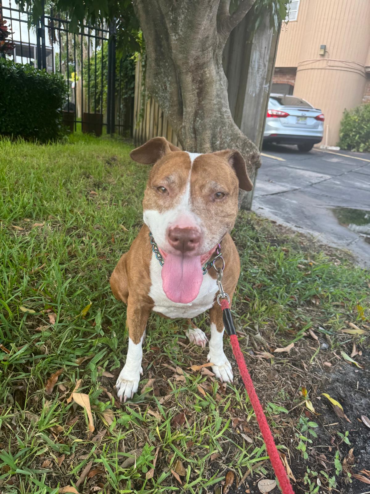 Enlarge Emmie, a Adopted Mixed Breed in Margate, FL image 3/4