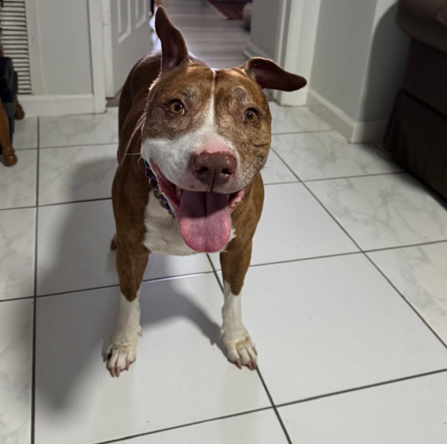 Enlarge Emmie, a Adopted Mixed Breed in Margate, FL image 1/4