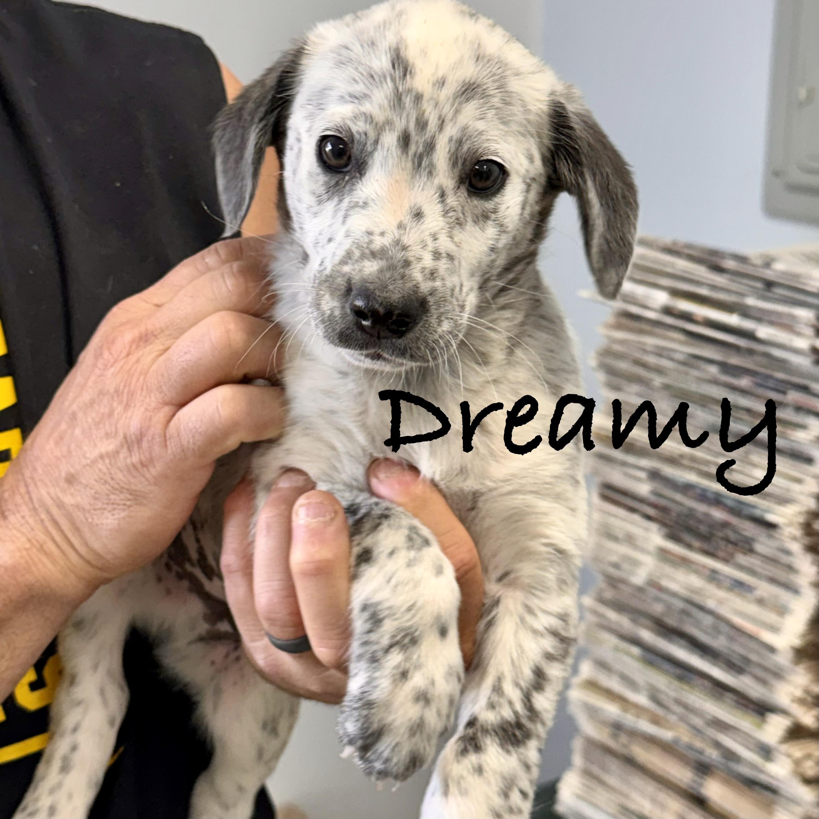 *DREAMY, adopted, Puppy Male Labrador Retriever & Australian Cattle Dog / Blue Heeler.