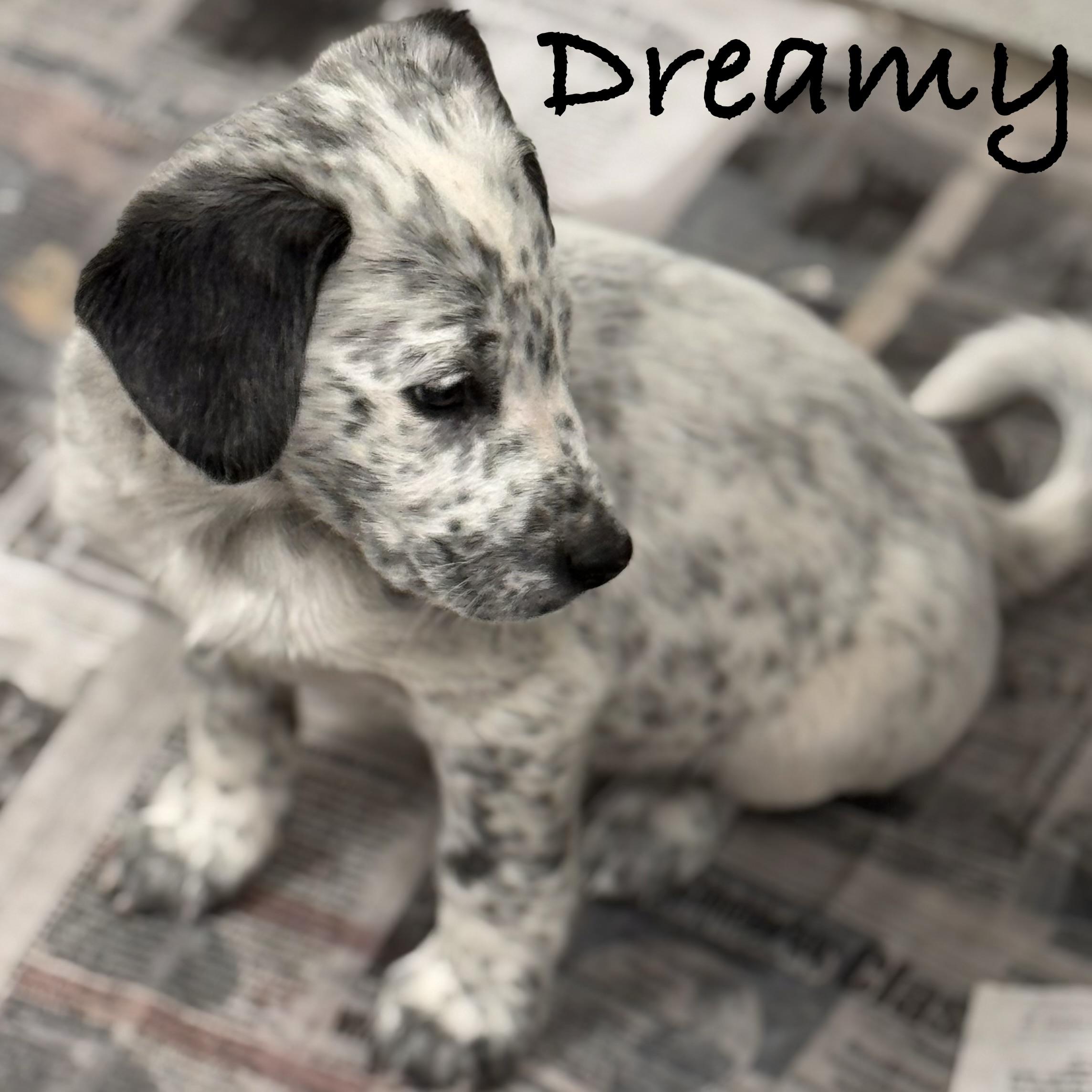 *DREAMY, an adopted mixed breed in Wilmington, OH image 2/5