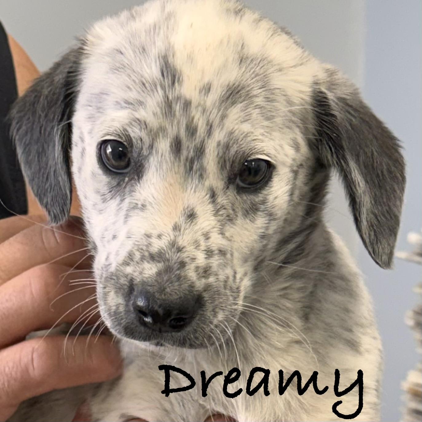 *DREAMY, an adopted mixed breed in Wilmington, OH image 4/5