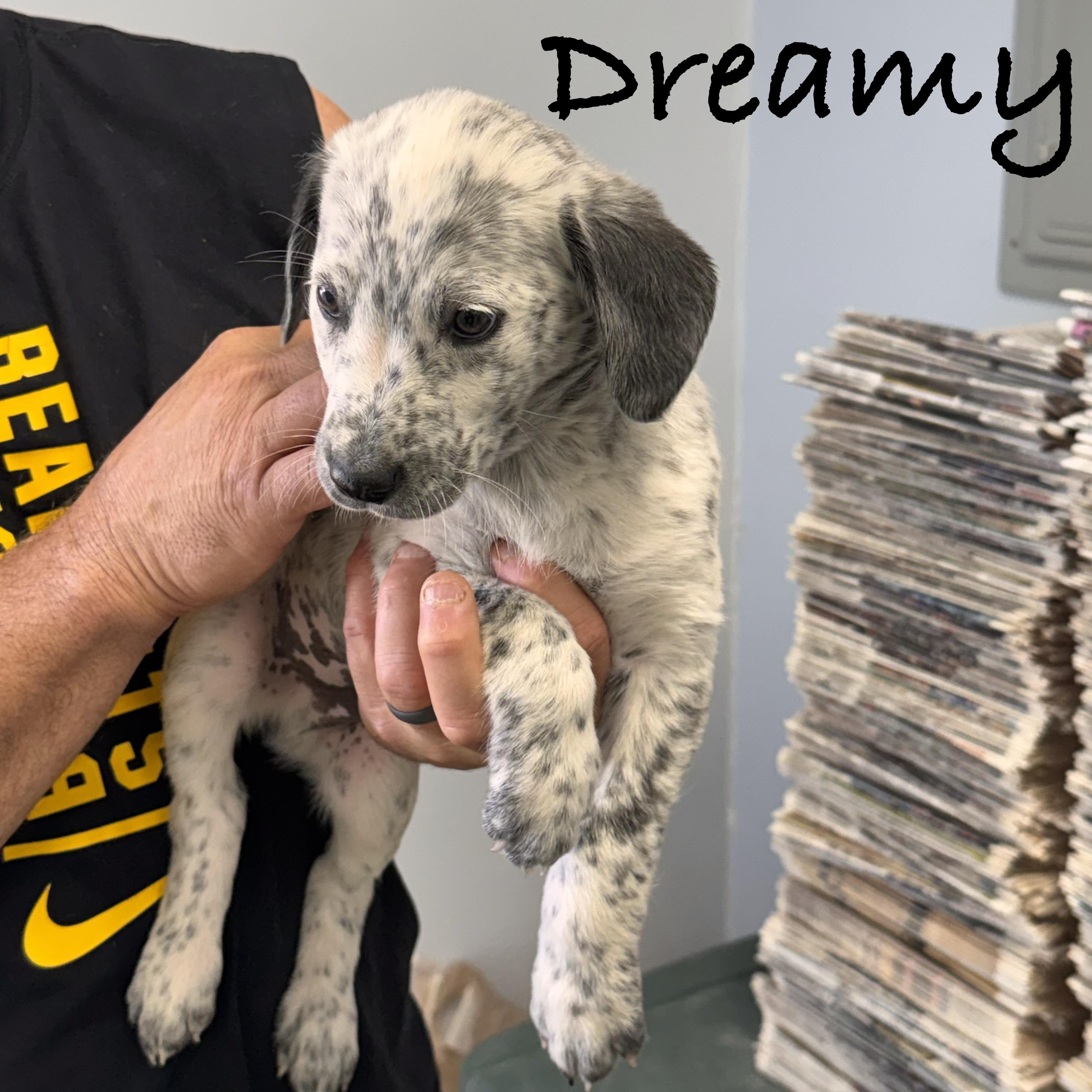 *DREAMY, an adopted mixed breed in Wilmington, OH image 3/5