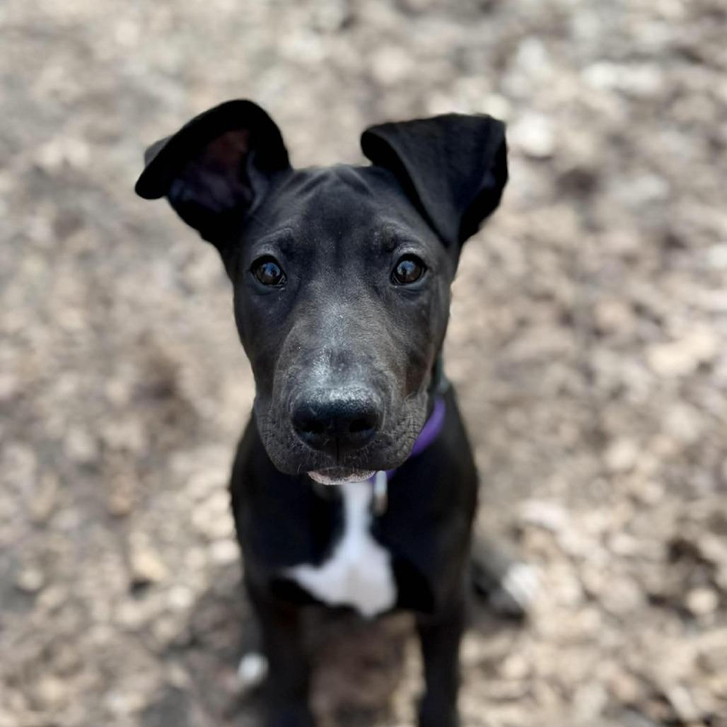 Rex, Adoptable, Puppy Male Labrador Retriever & Mixed Breed.