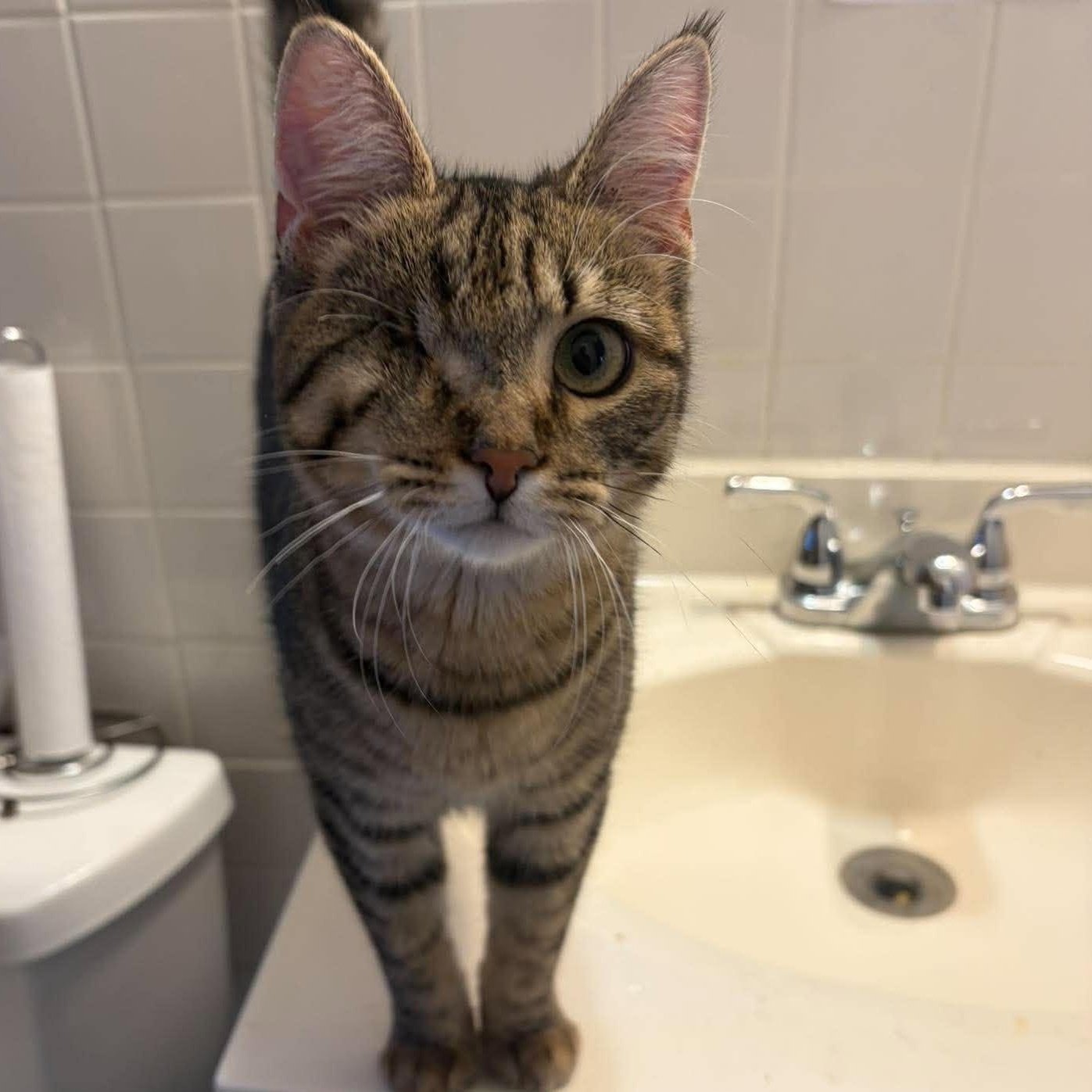 Liesel (one eyed kitten), Adoptable, Kitten Female Oriental Tabby.