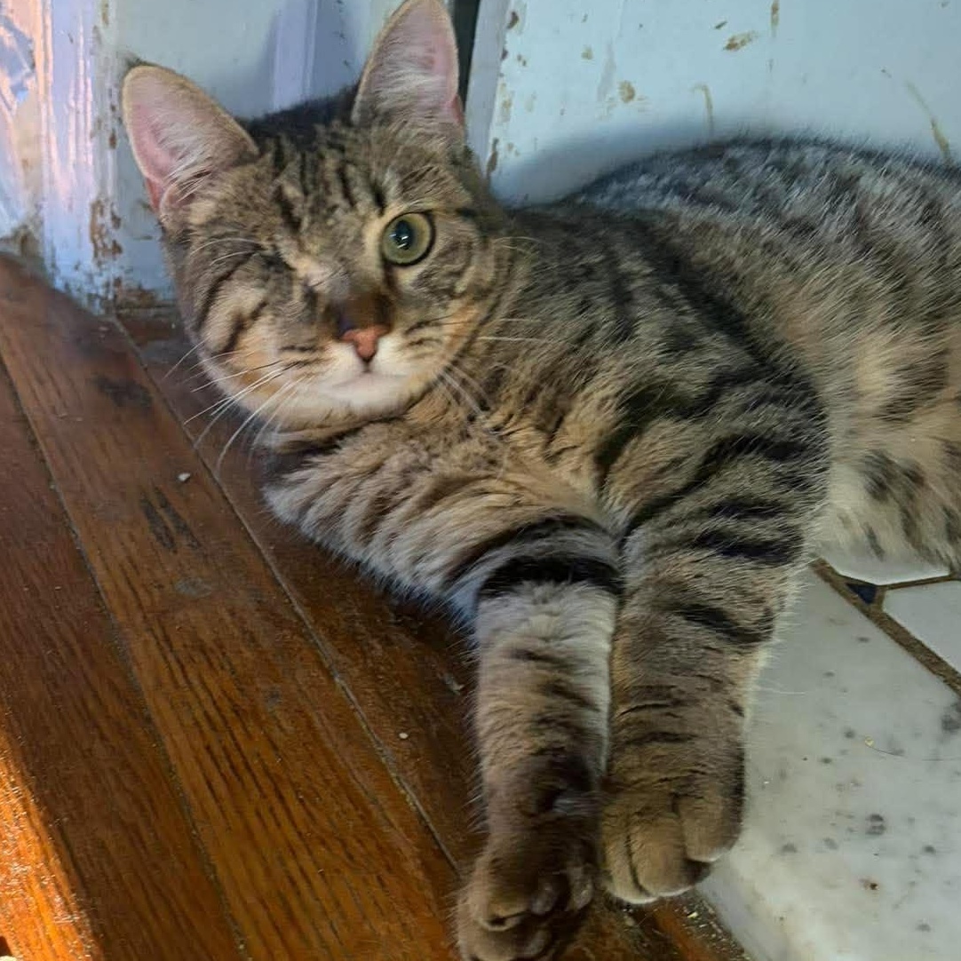 Enlarge Liesel (one eyed kitten), a Adoptable Oriental Tabby in Huntington, NY image 2/2