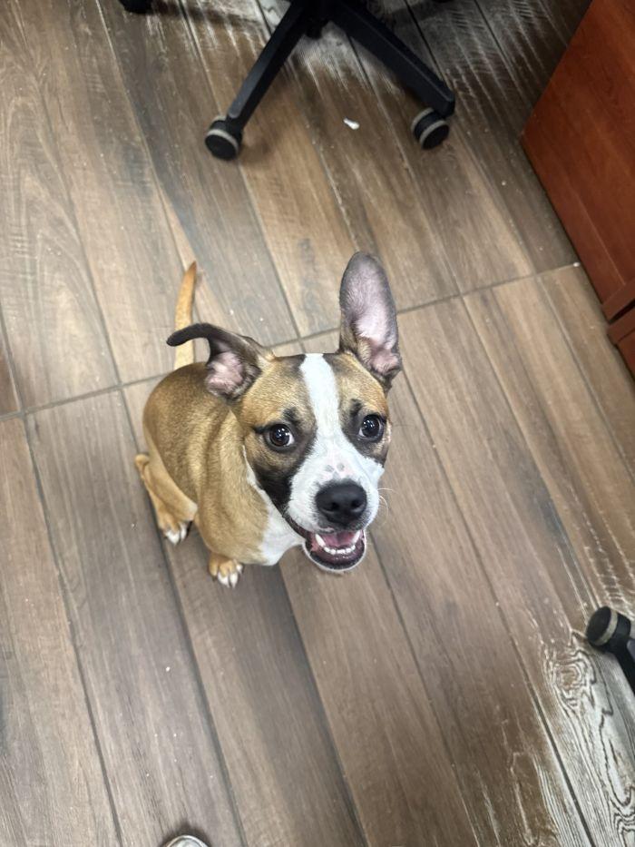 Enlarge Muffin, a Adoptable Boxer in Hilton Head Island, SC image 1/1