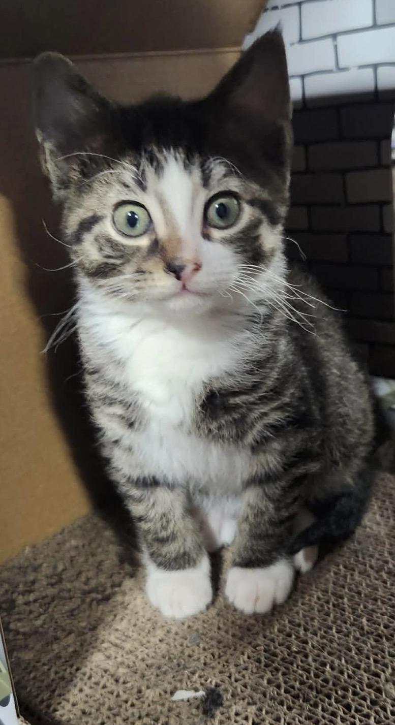 Enlarge Violet, a ADOPTABLE Domestic Short Hair in Hellertown, PA image 1/1