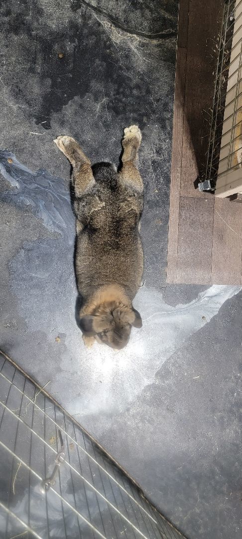 Molly, Adopted, Young Female French Lop.