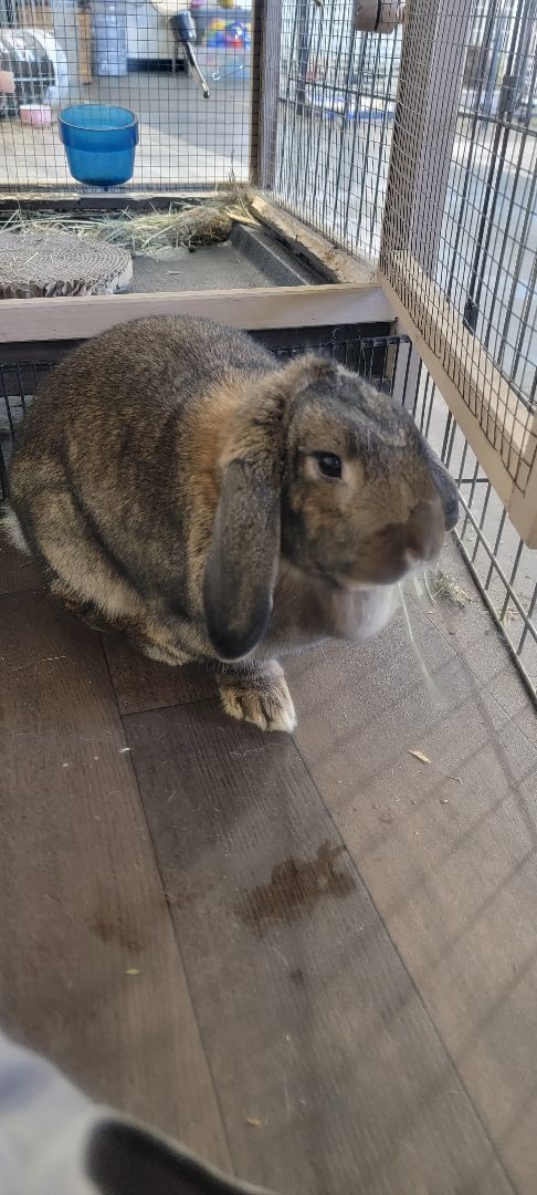 Enlarge Molly, a Adopted mixed breed in Idaho Falls, ID image 2/6