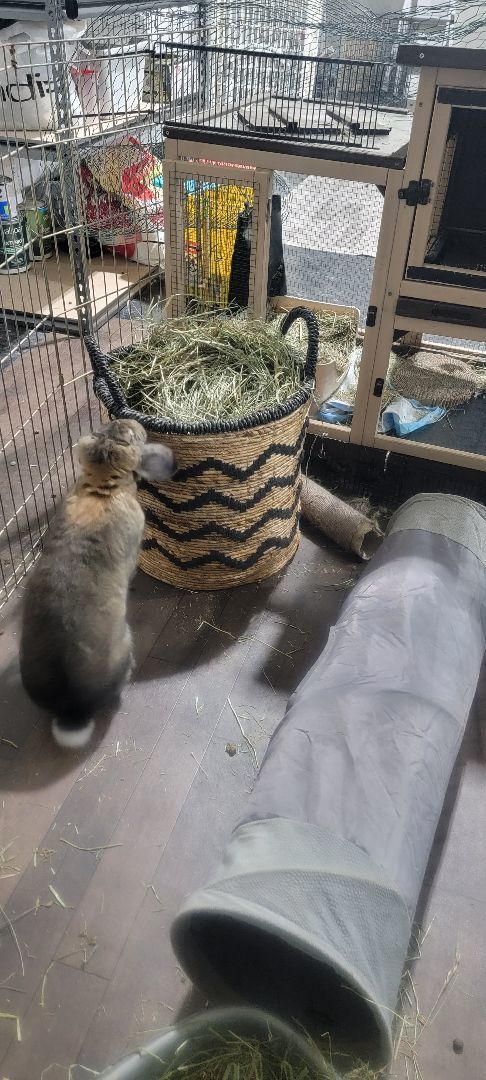 Enlarge Molly, a Adopted mixed breed in Idaho Falls, ID image 3/6