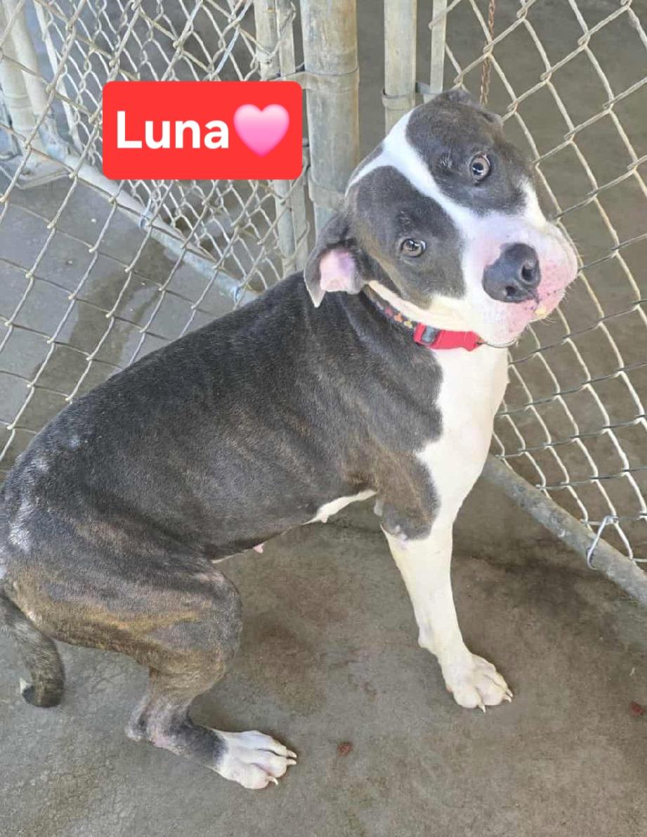 Enlarge Luna, a Adoptable mixed breed in Clinton, MO image 1/1