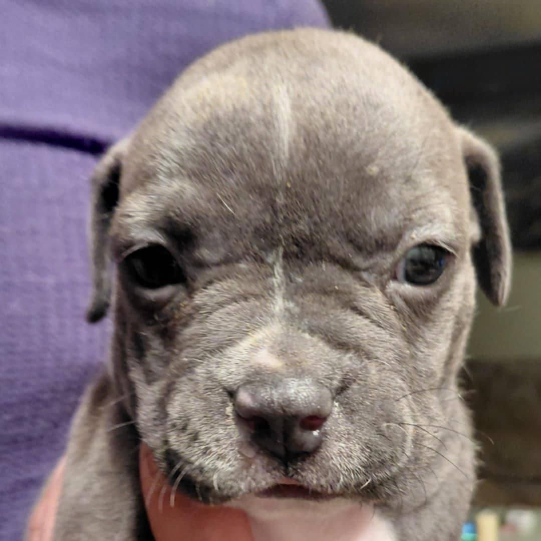 Oceana, ADOPTABLE, Puppy Female American Bulldog & Pit Bull Terrier.