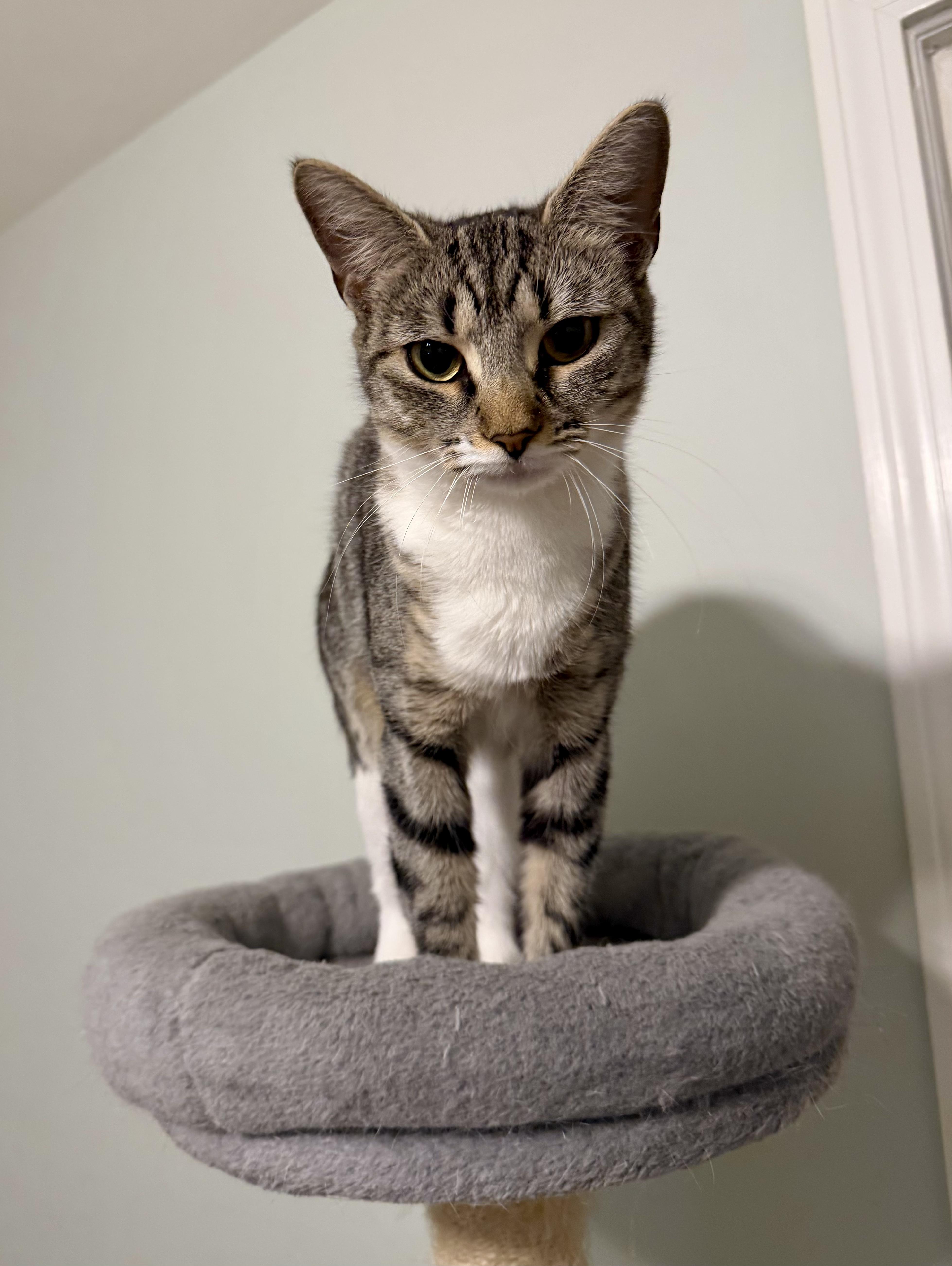 Enlarge Willow, a ADOPTABLE Tabby in Bethel, CT image 2/6