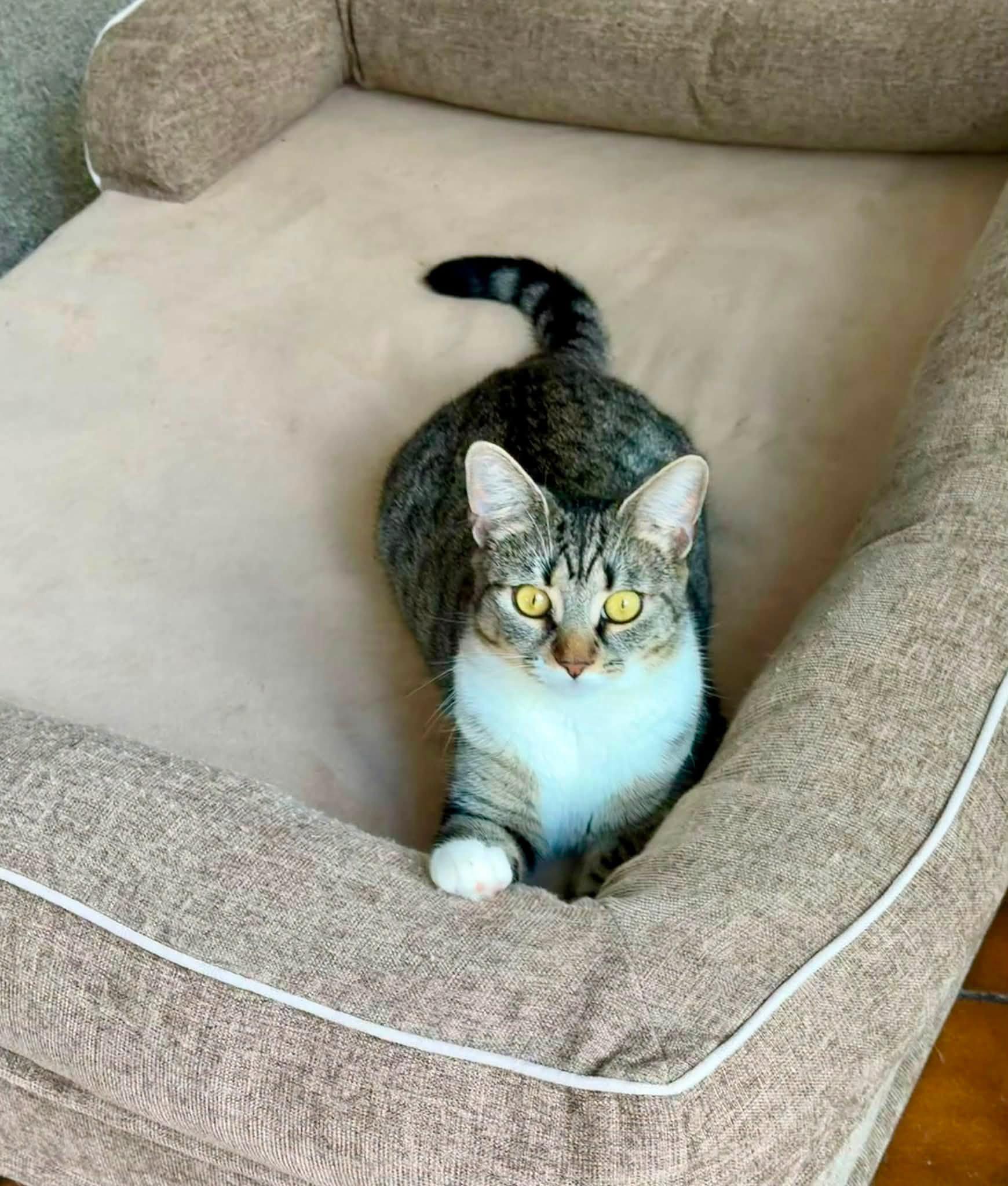 Enlarge Willow, a ADOPTABLE Tabby in Bethel, CT image 5/6
