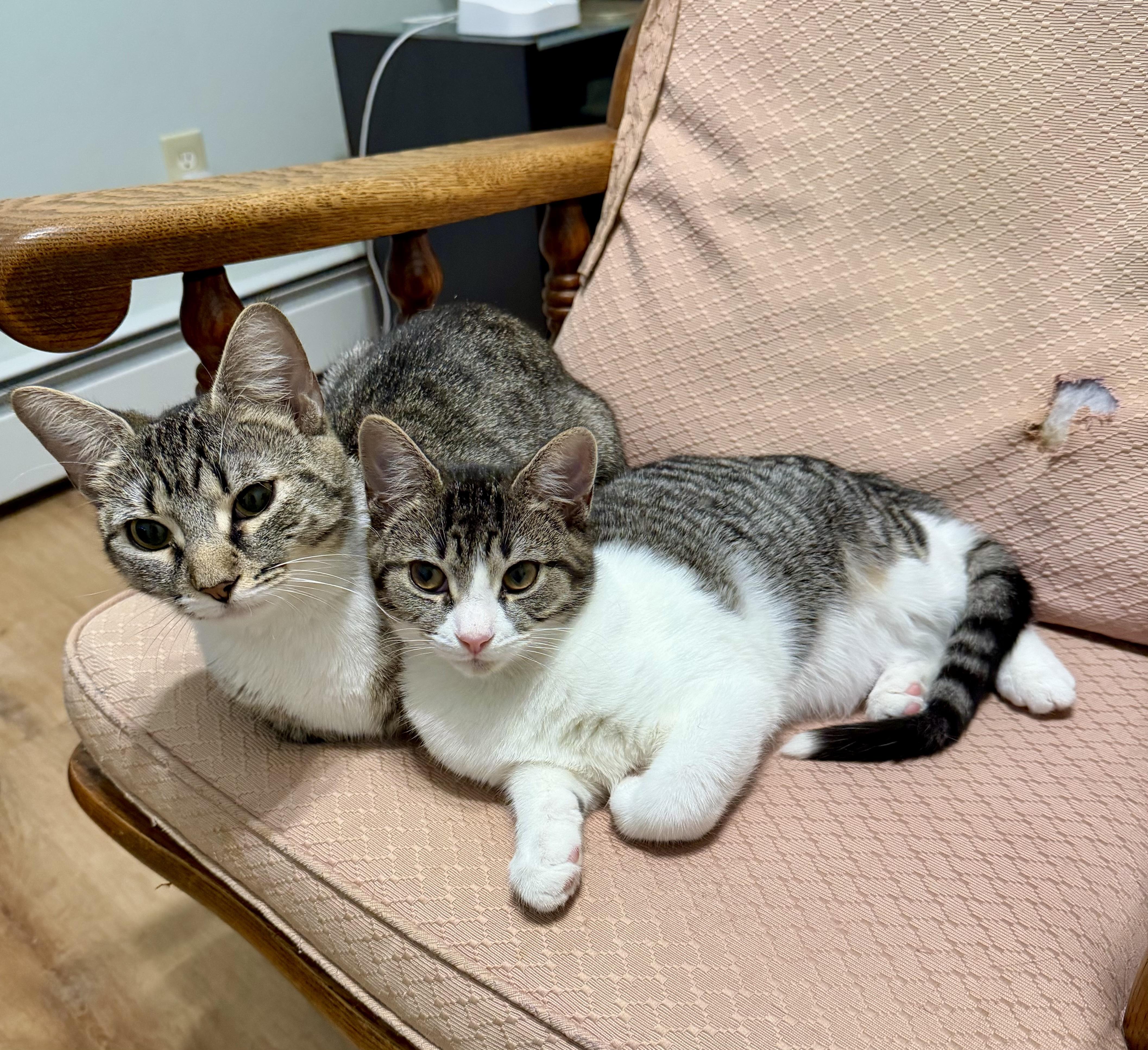 Enlarge Willow, a ADOPTABLE Tabby in Bethel, CT image 5/6