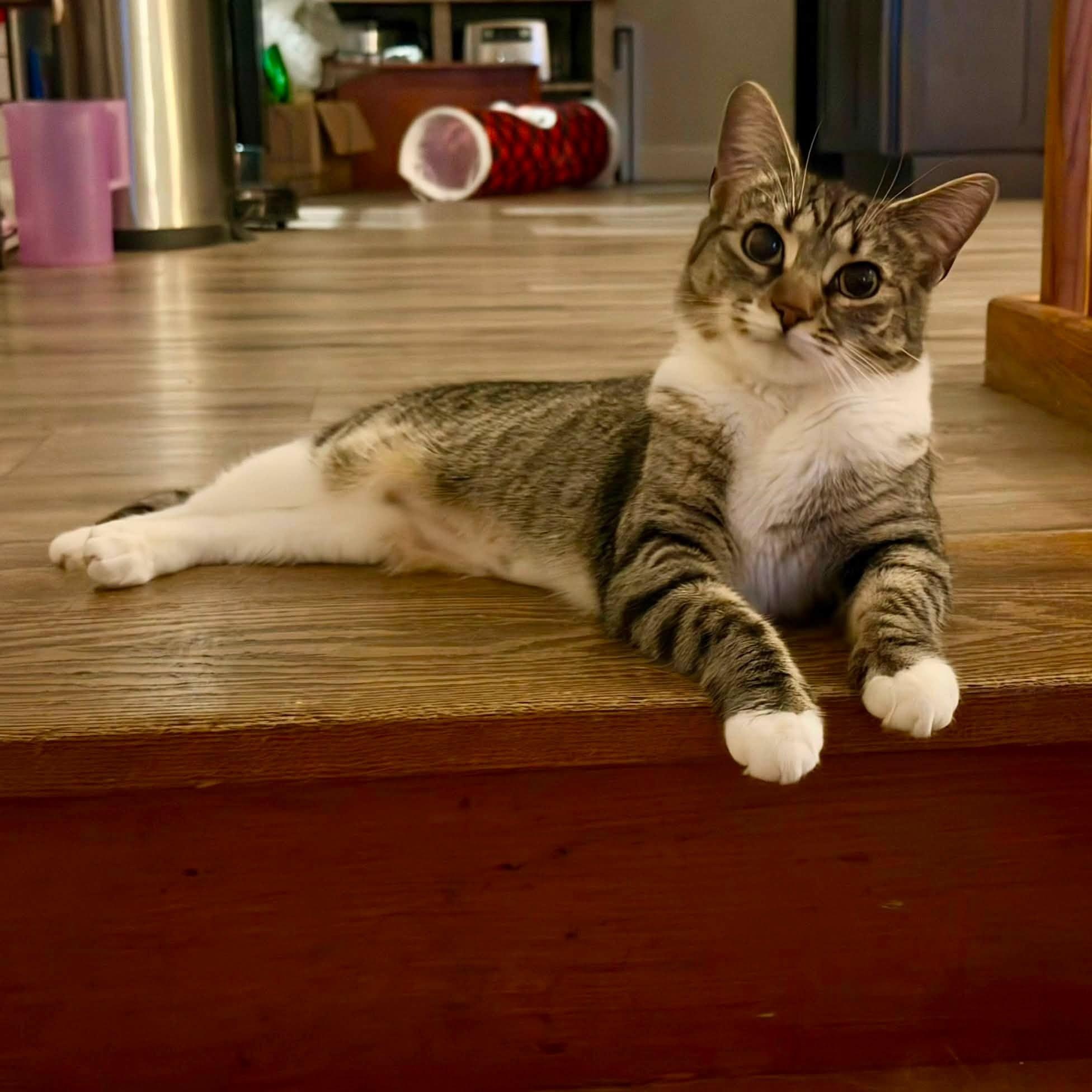 Enlarge Willow, a ADOPTABLE Tabby in Bethel, CT image 1/6