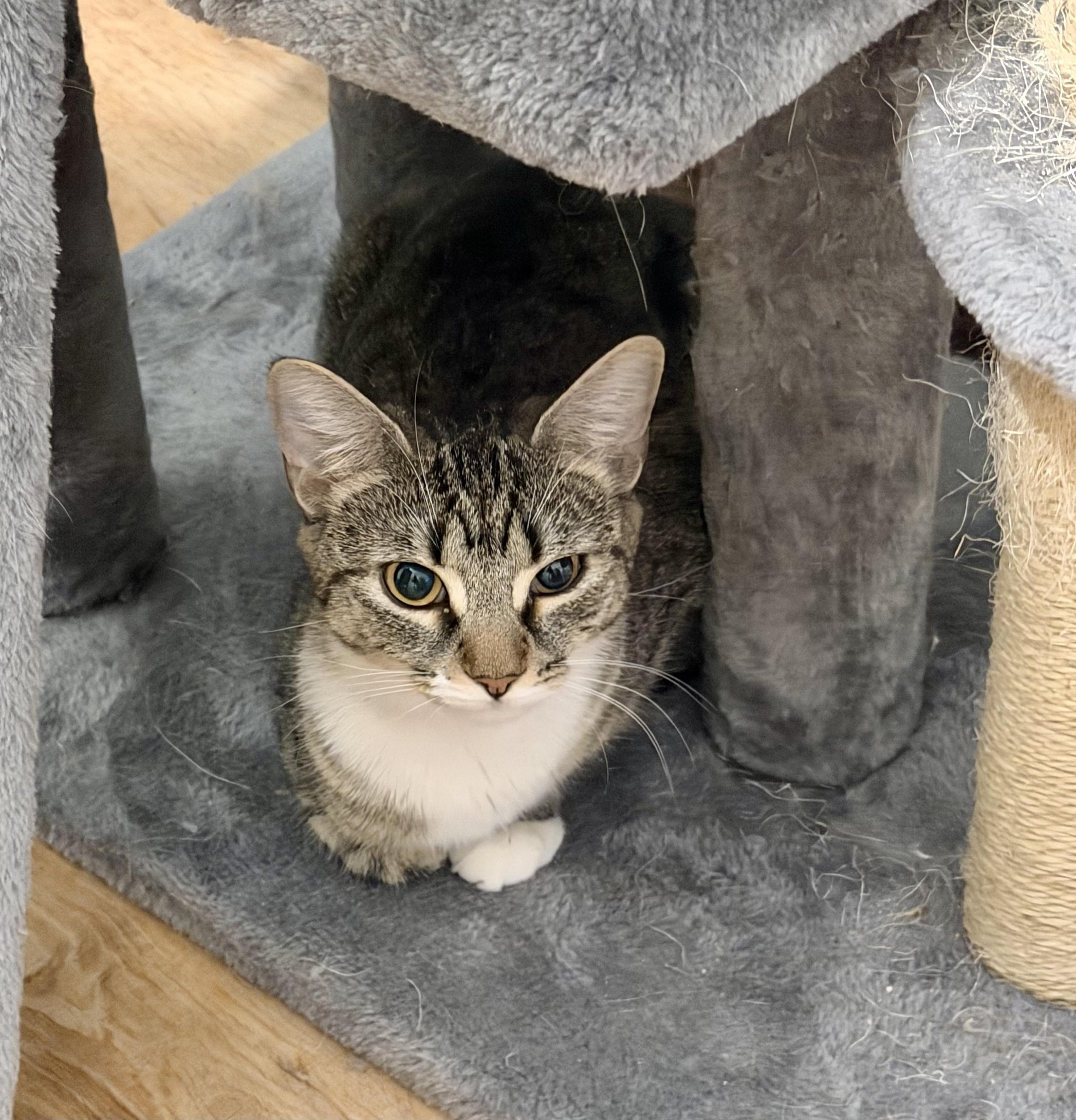 Enlarge Willow, a ADOPTABLE Tabby in Bethel, CT image 4/6