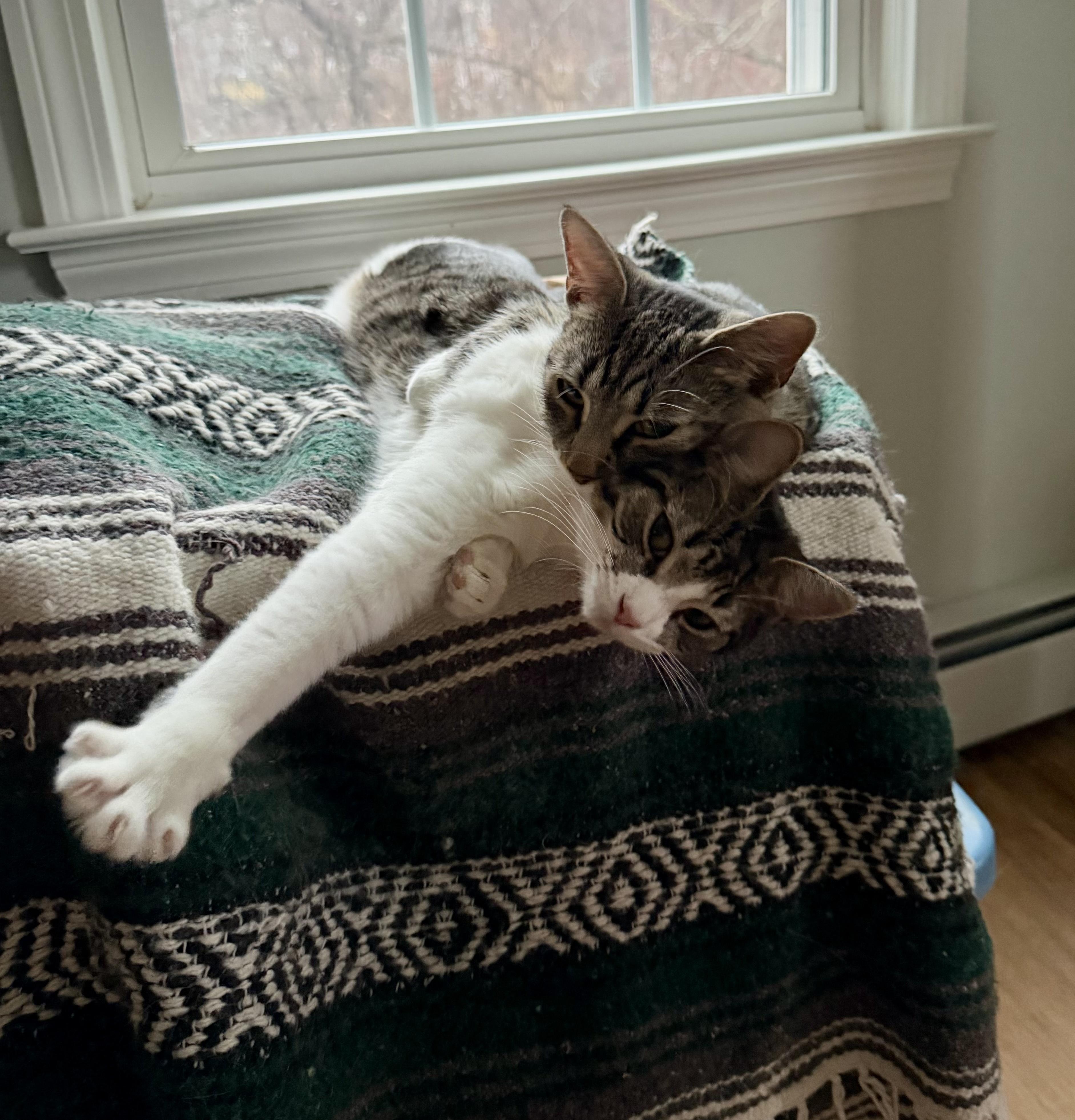 Enlarge Willow, a ADOPTABLE Tabby in Bethel, CT image 6/6