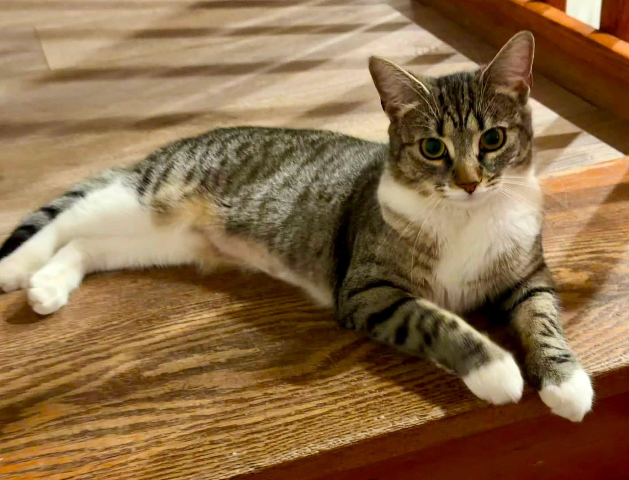 Enlarge Willow, a ADOPTABLE Tabby in Bethel, CT image 6/6