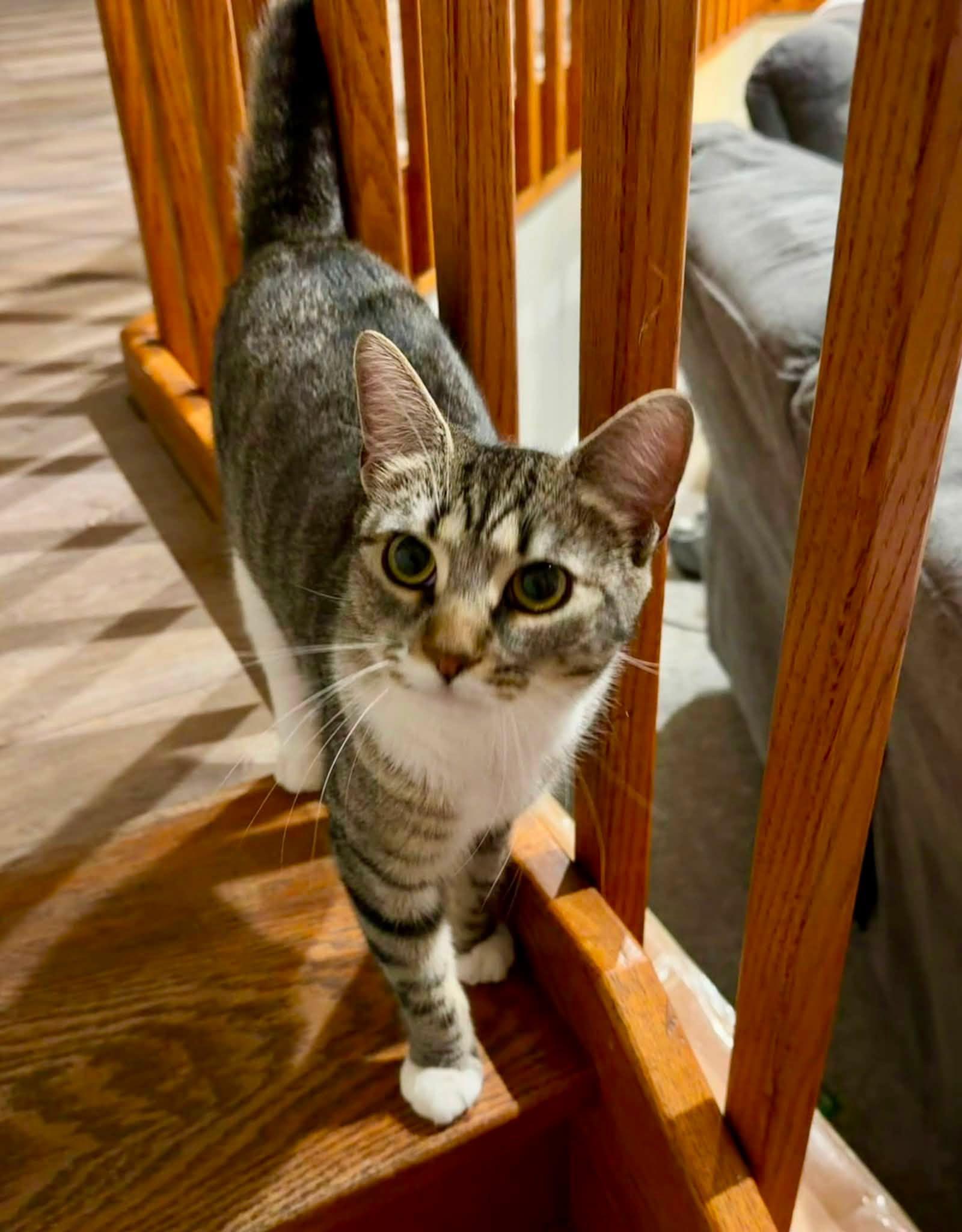 Enlarge Willow, a ADOPTABLE Tabby in Bethel, CT image 4/6
