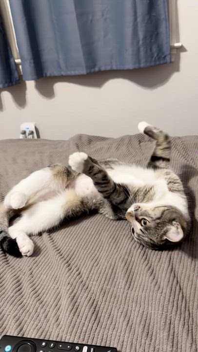 Enlarge Willow, a ADOPTABLE Tabby in Bethel, CT video 6/6
