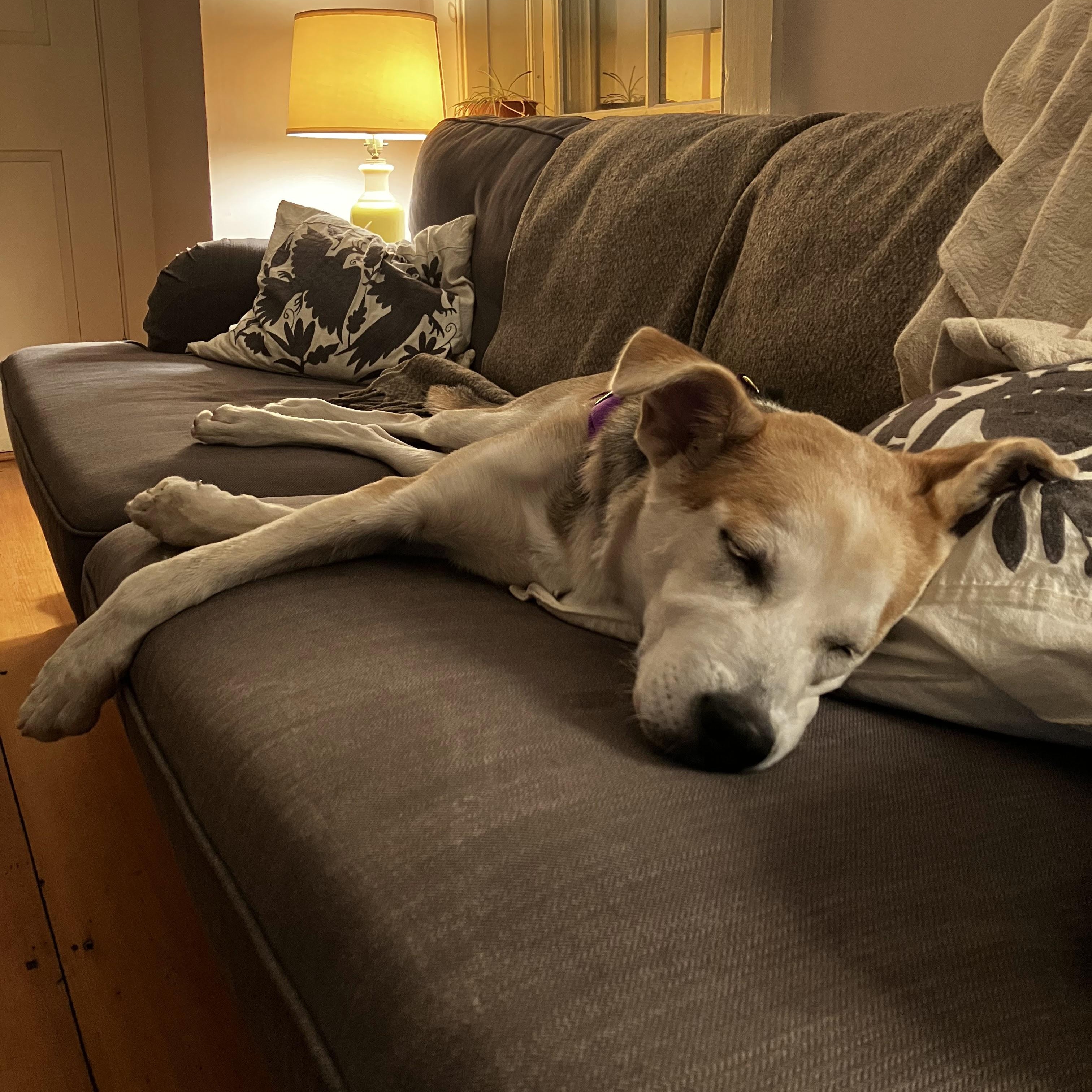 Enlarge Toby, a ADOPTABLE mixed breed in Williston, VT image 6/6