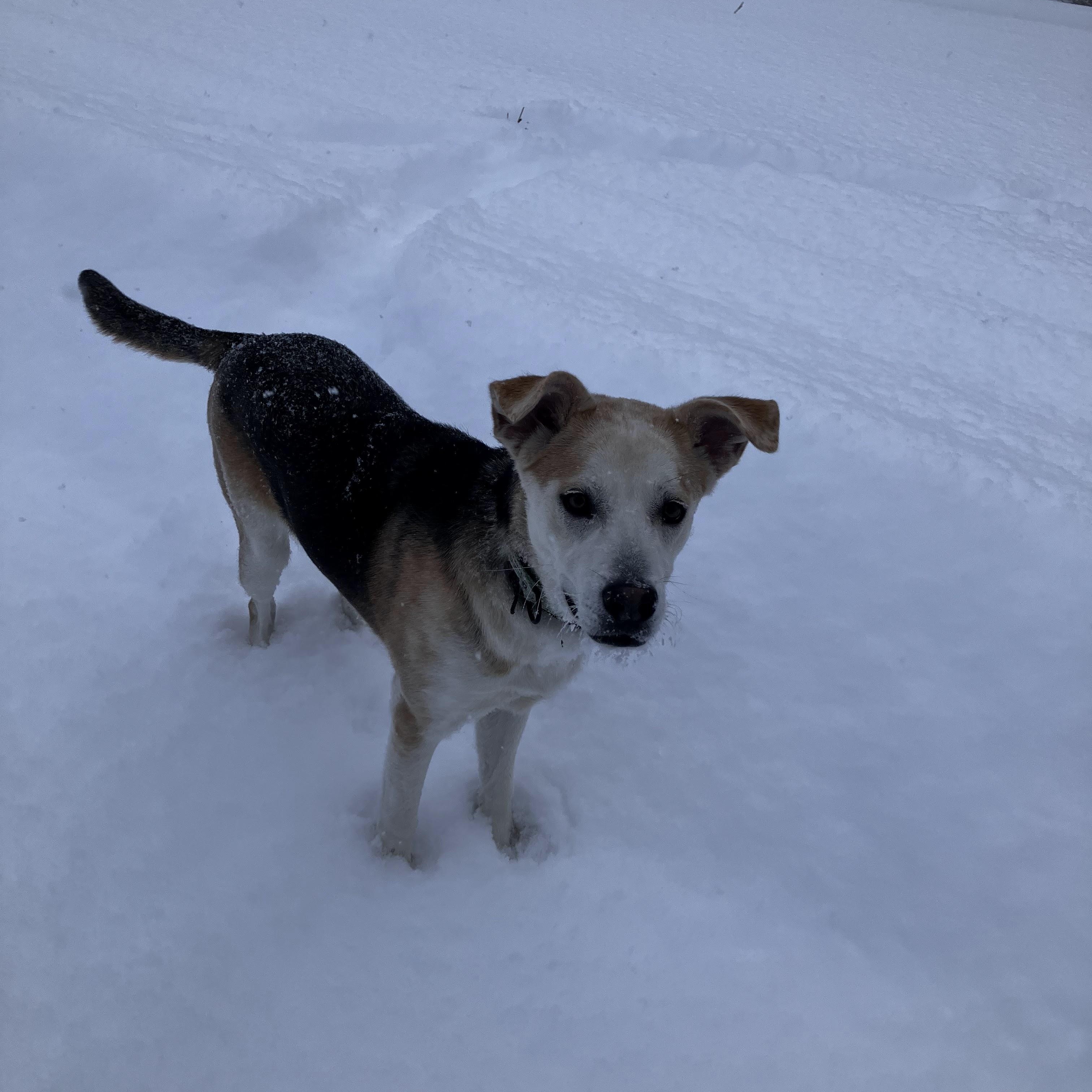 Enlarge Toby, a ADOPTABLE mixed breed in Williston, VT image 4/6