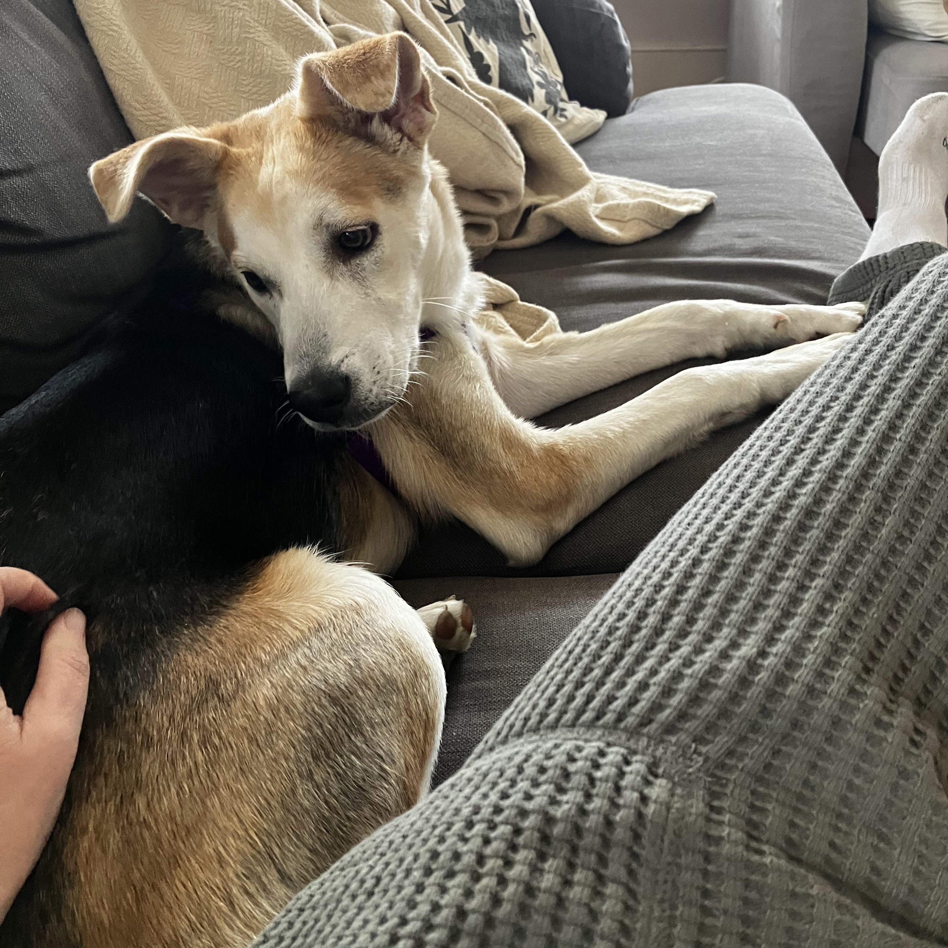 Enlarge Toby, a ADOPTABLE mixed breed in Williston, VT image 2/6
