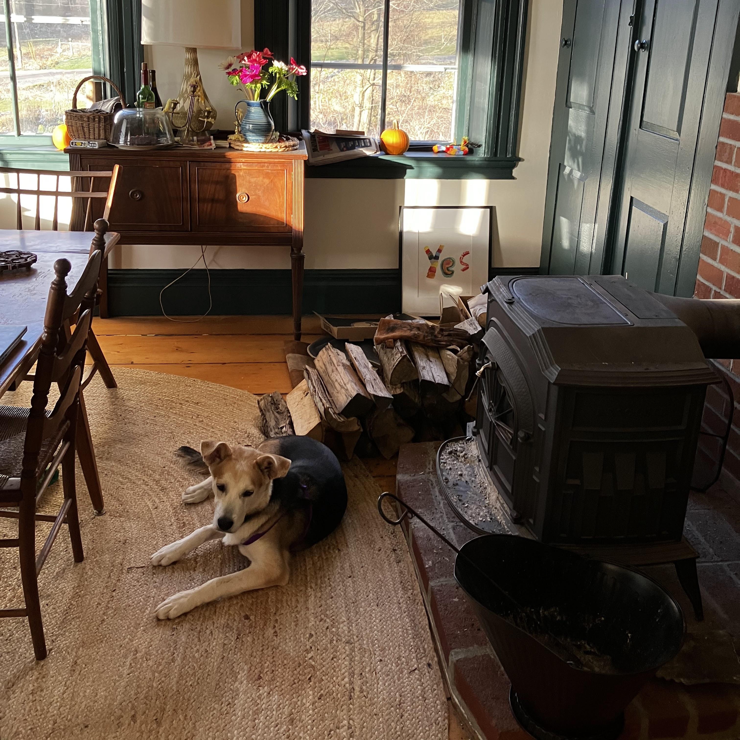 Enlarge Toby, a ADOPTABLE mixed breed in Williston, VT image 3/6