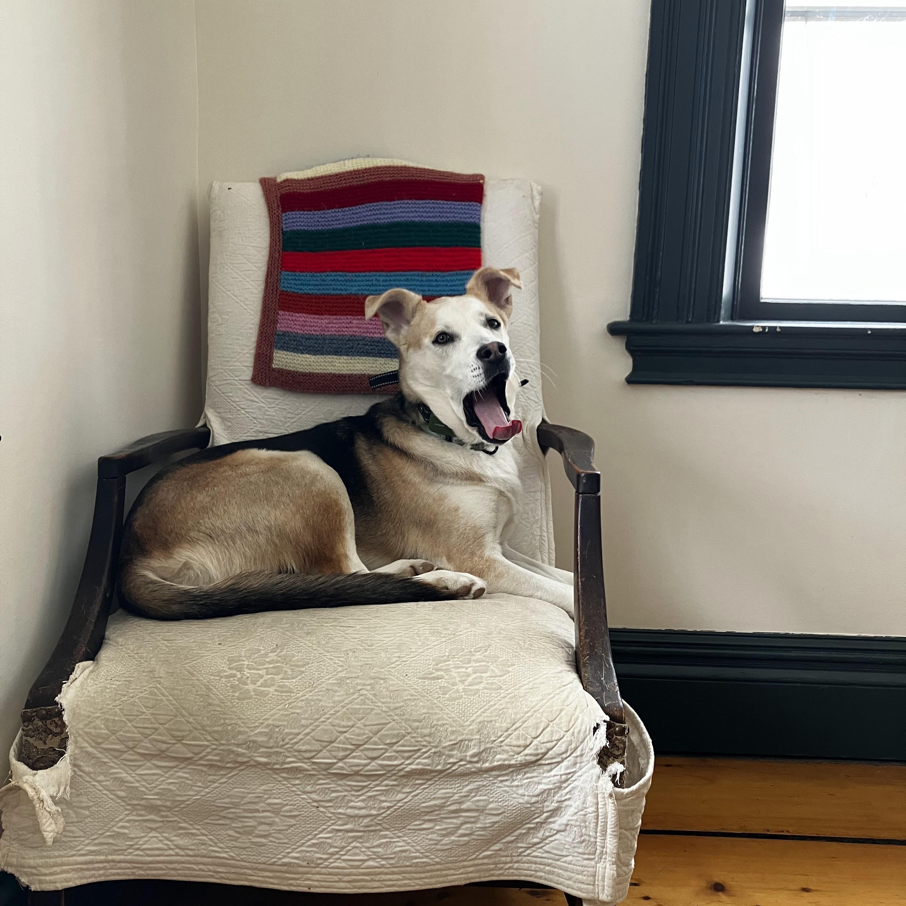 Enlarge Toby, a ADOPTABLE mixed breed in Williston, VT image 1/6