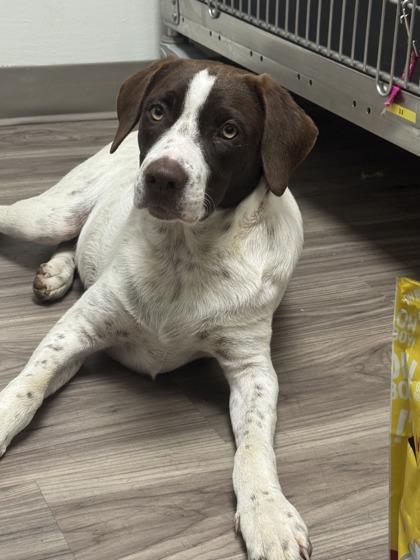 Mack, Adoptable, Puppy Male Hound & Spaniel.